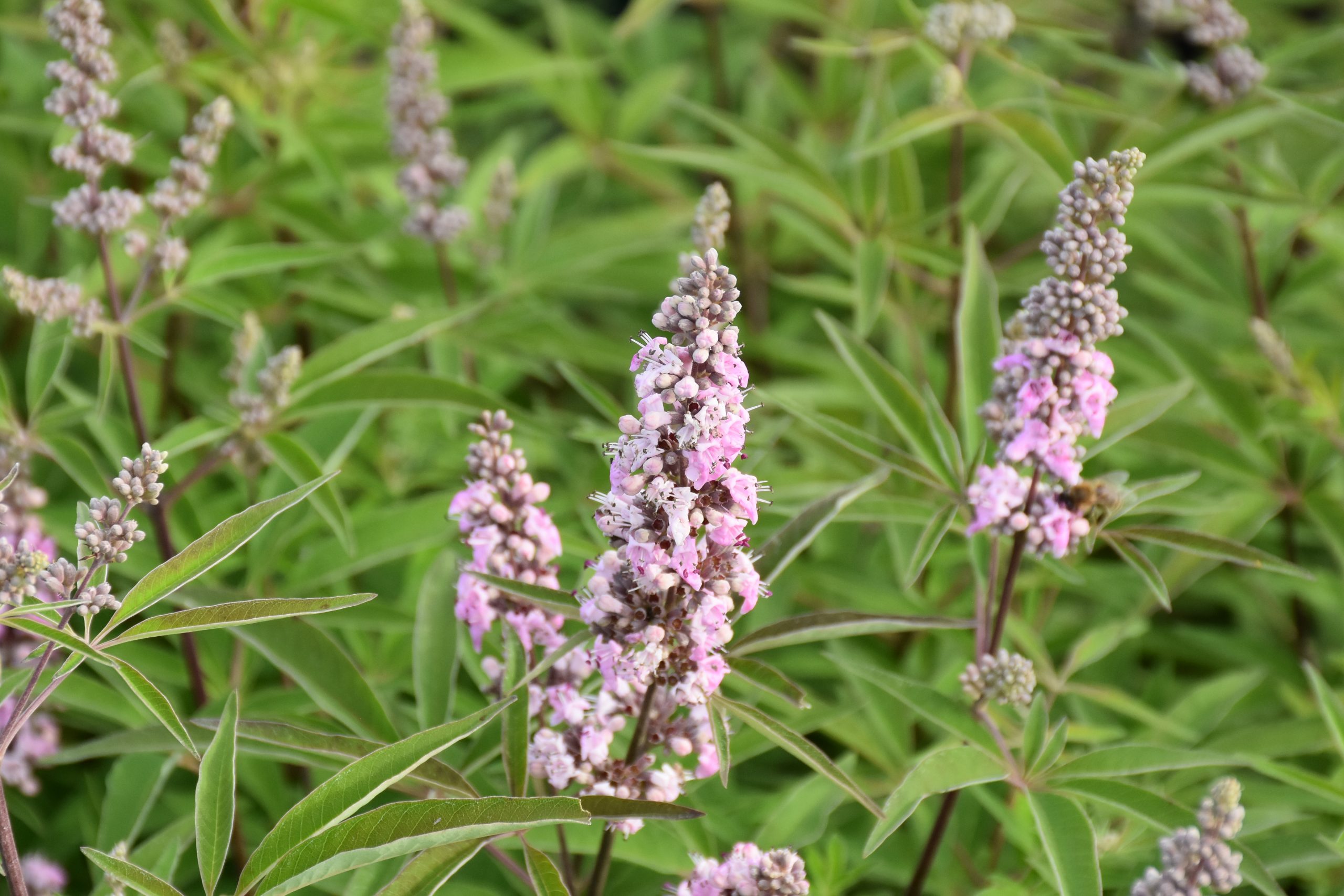 8790_vitex_agnus_castus_pink_pinnacle_XS_001.jpg