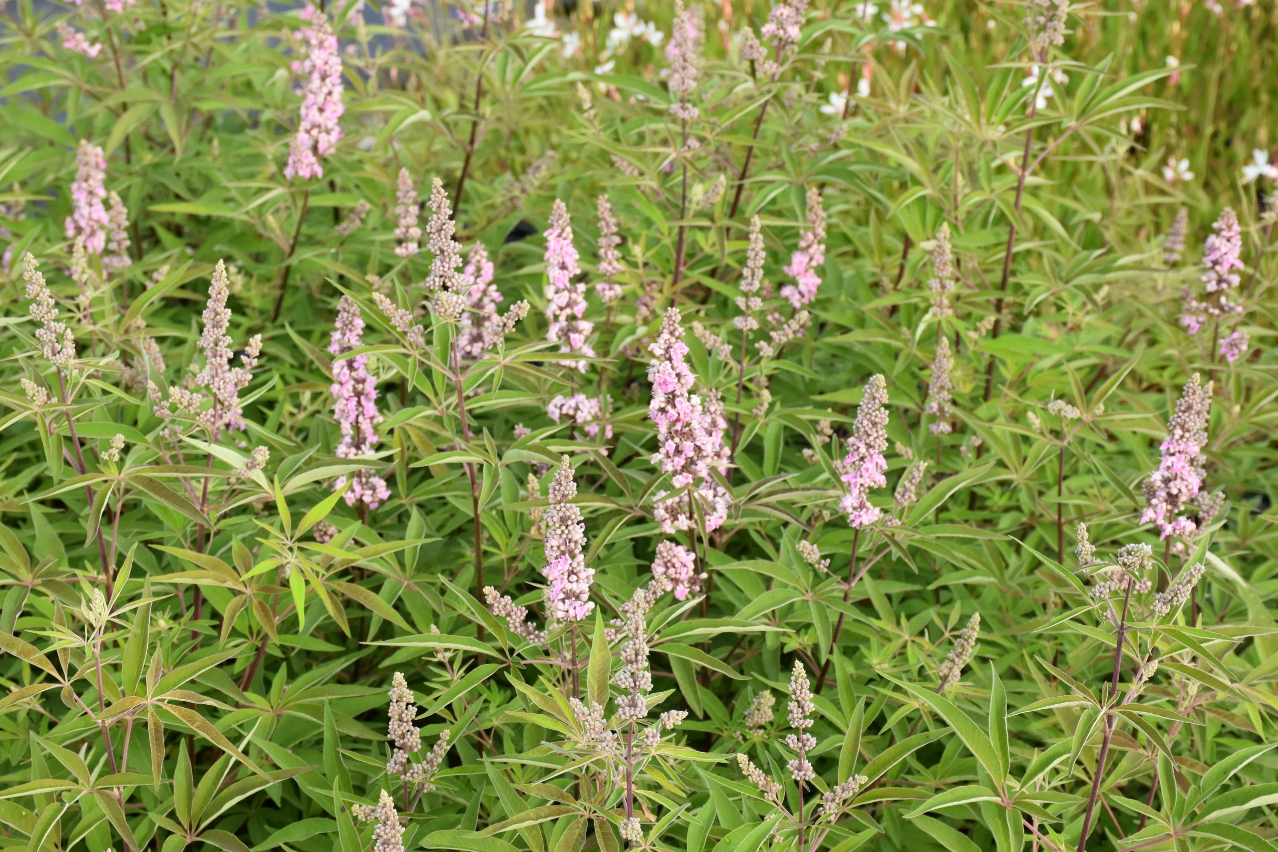 8791_vitex_agnus_castus_pink_pinnacle_XS_002.jpg