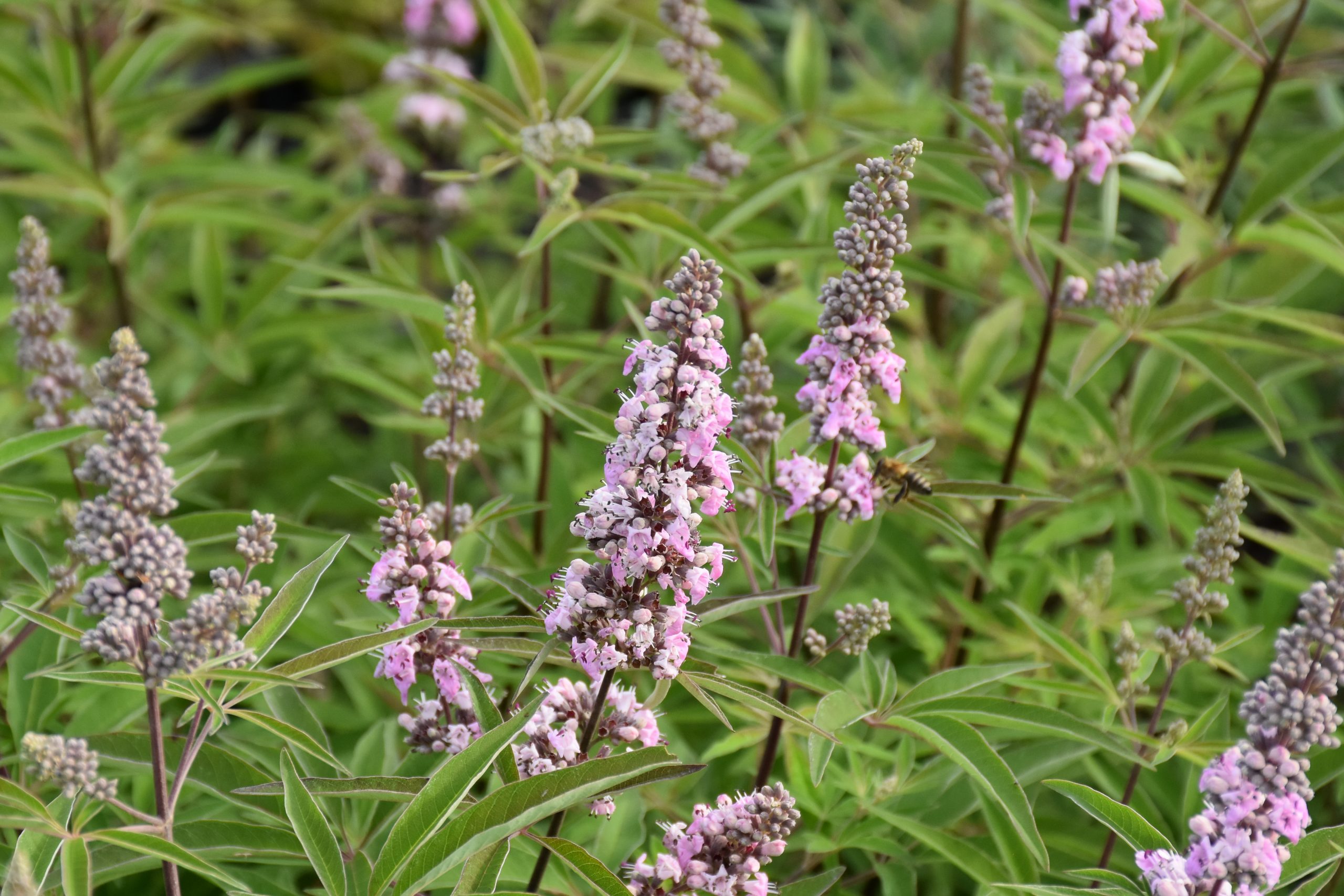 8792_vitex_agnus_castus_pink_pinnacle_XS_003.jpg