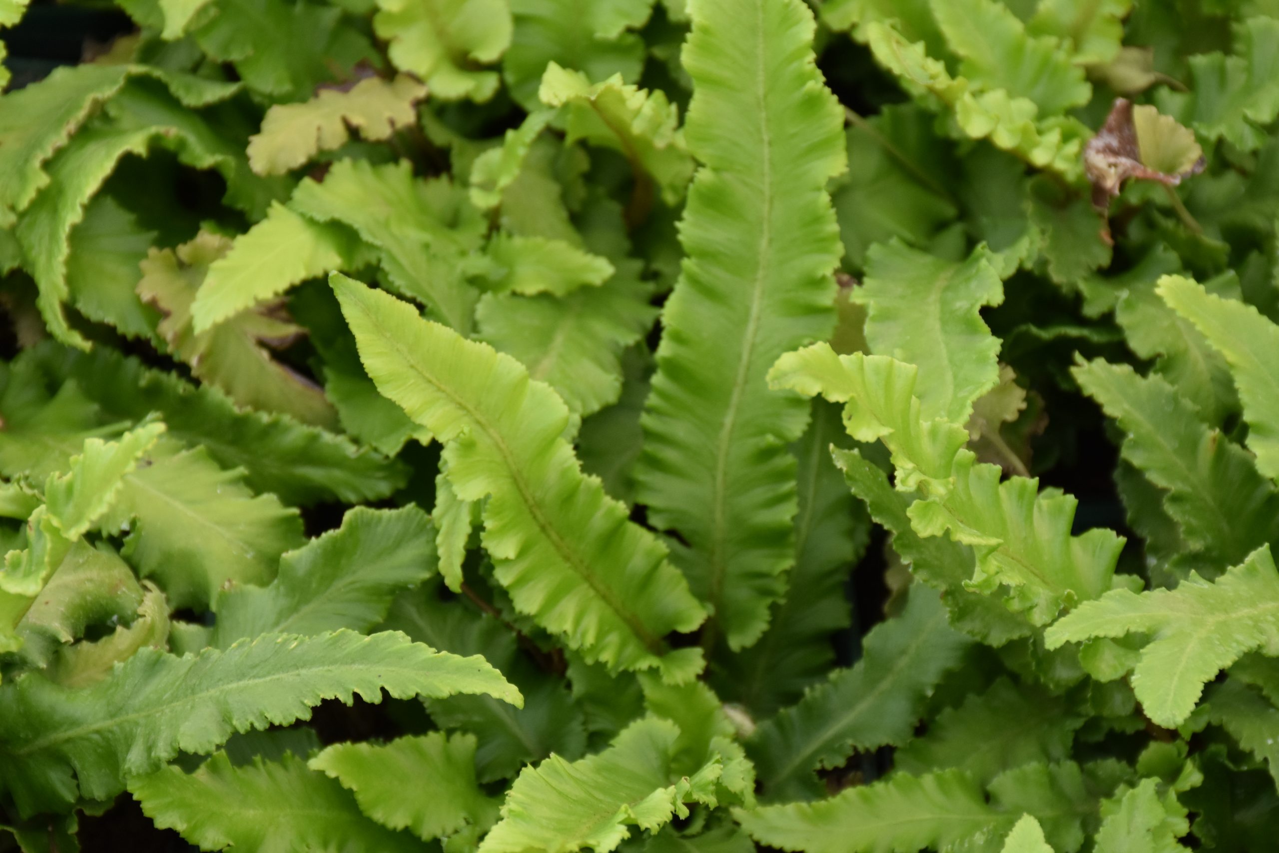 8804_asplenium_scolopendrium_angustifolia_XS_001.jpg