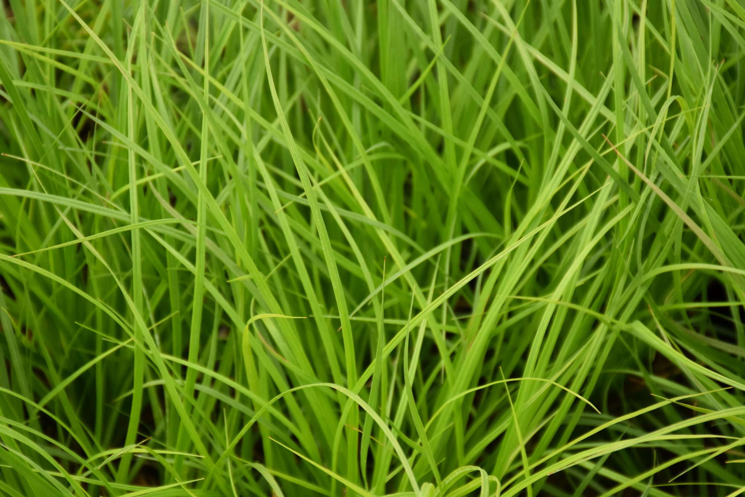 8808_carex_montana_XS_001.jpg