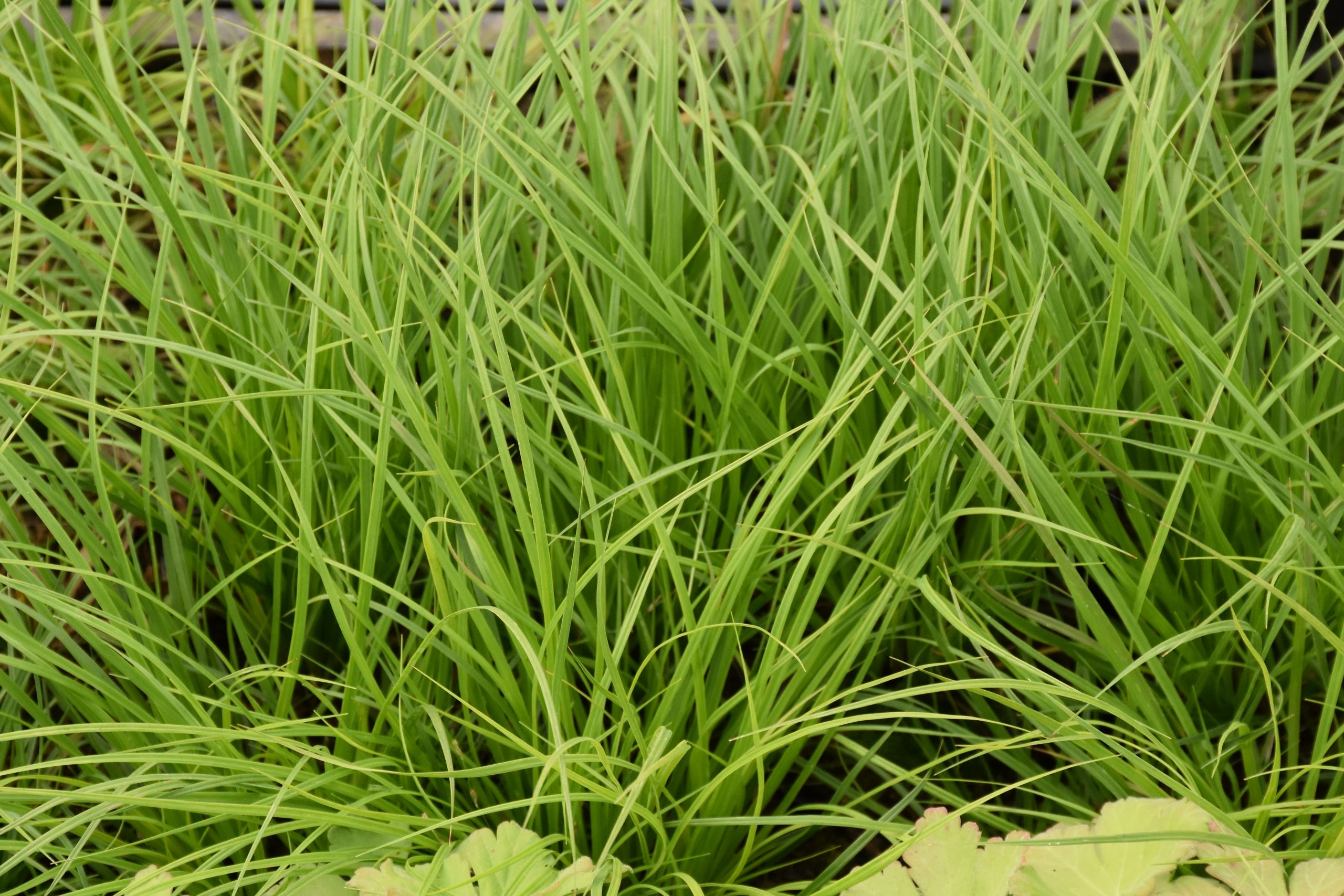 8809_carex_montana_XS_002.jpg