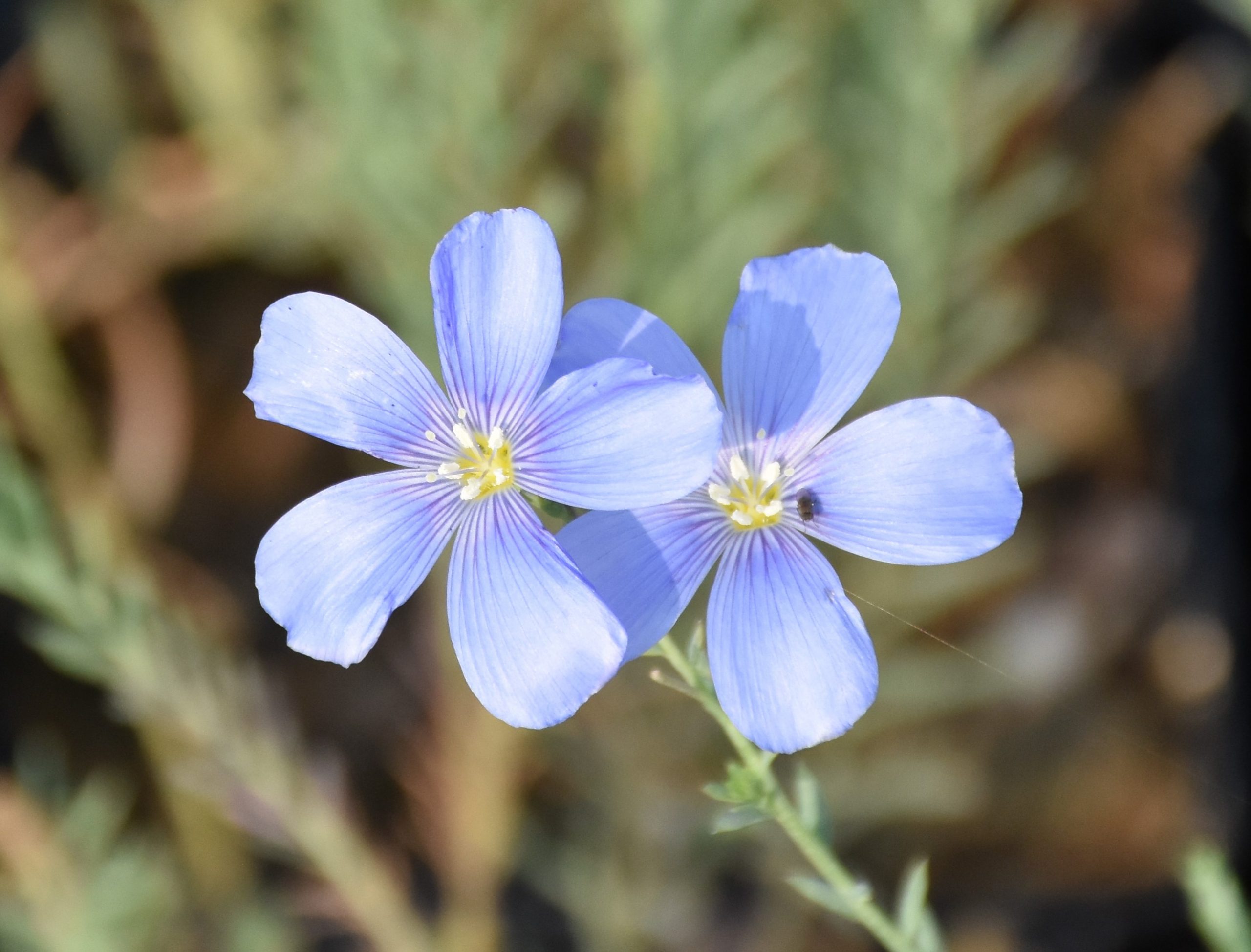 8815_linum_austriacum_XS_001.jpg