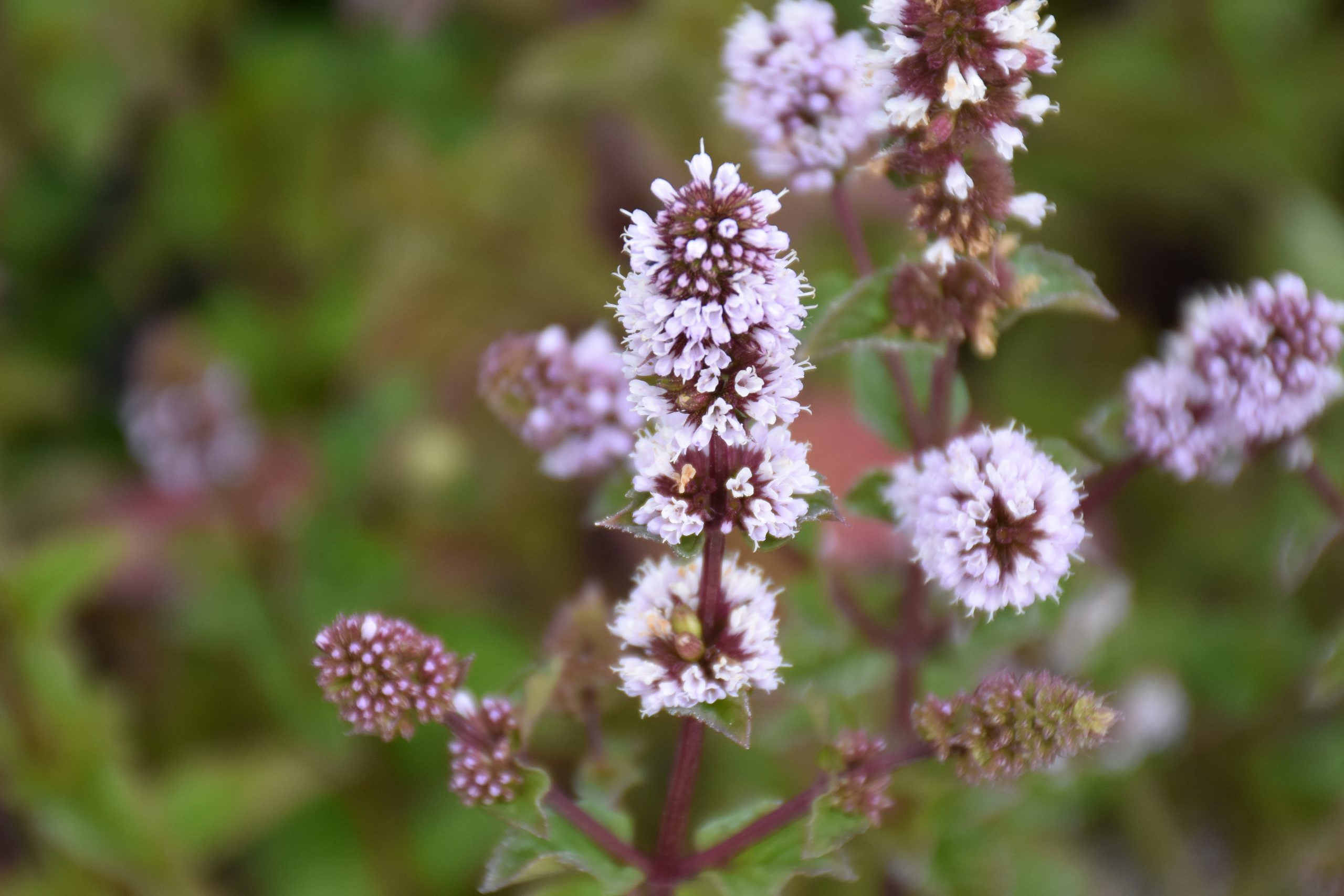 8820_mentha_cultorum_berries_and_cream_XS_003.jpg