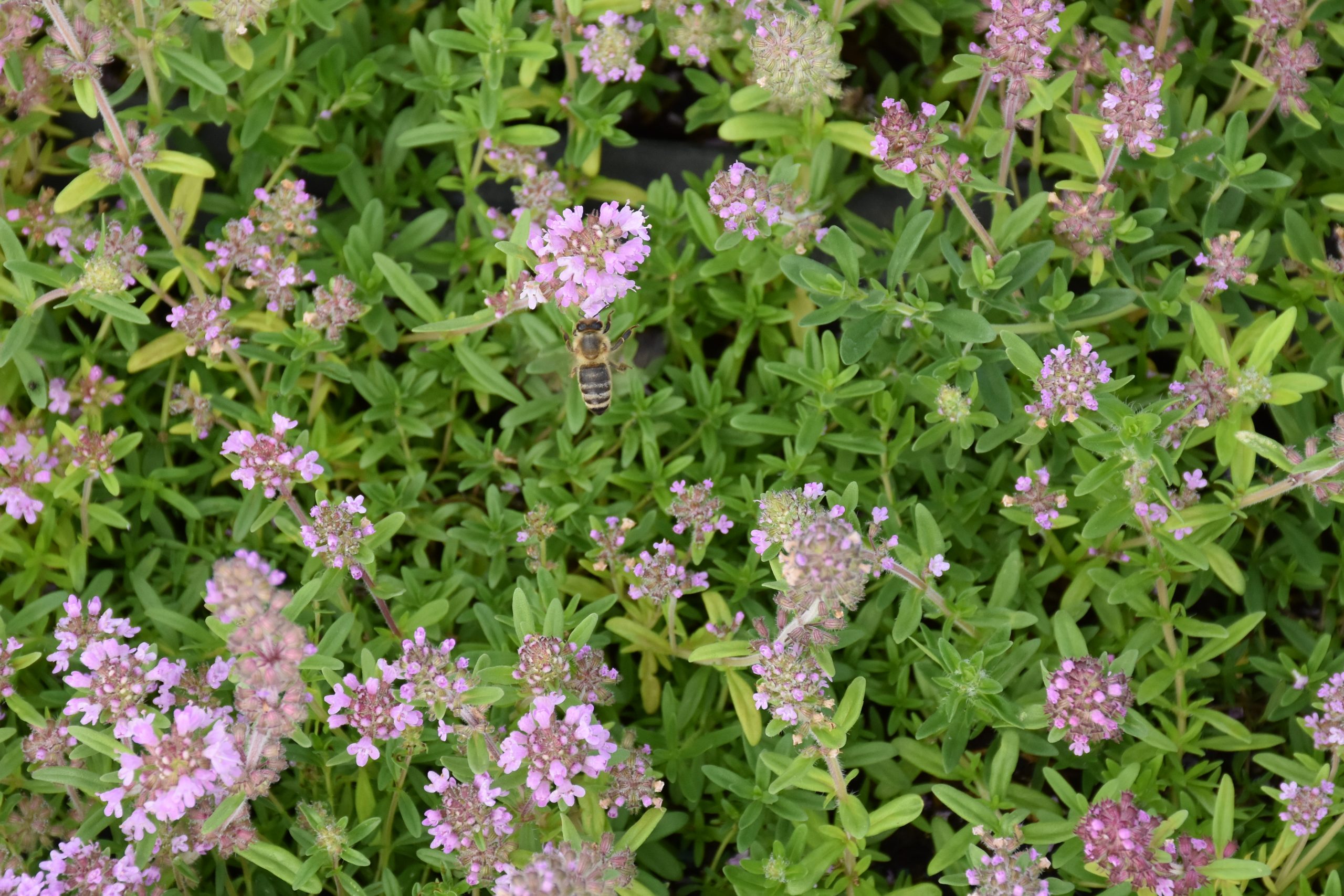 8835_thymus_pannonicus_XS_002.jpg