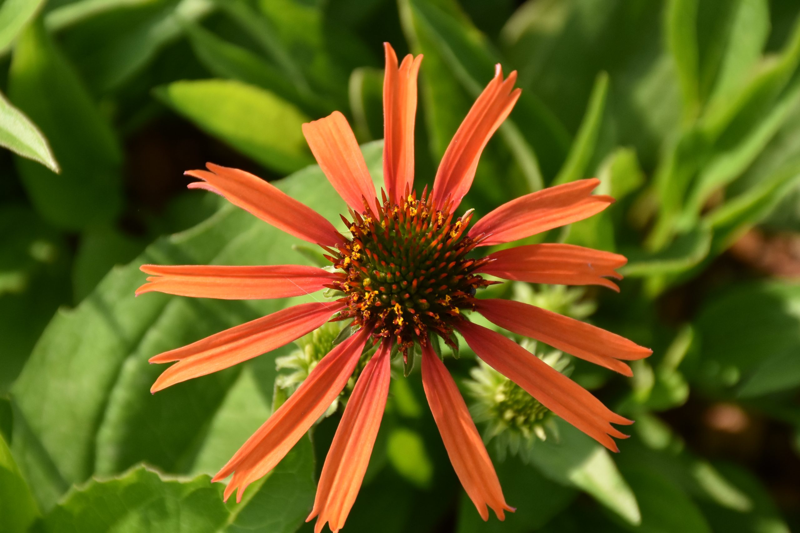 8852_echinacea_purpurea_orange_skipper_XS_001.jpg