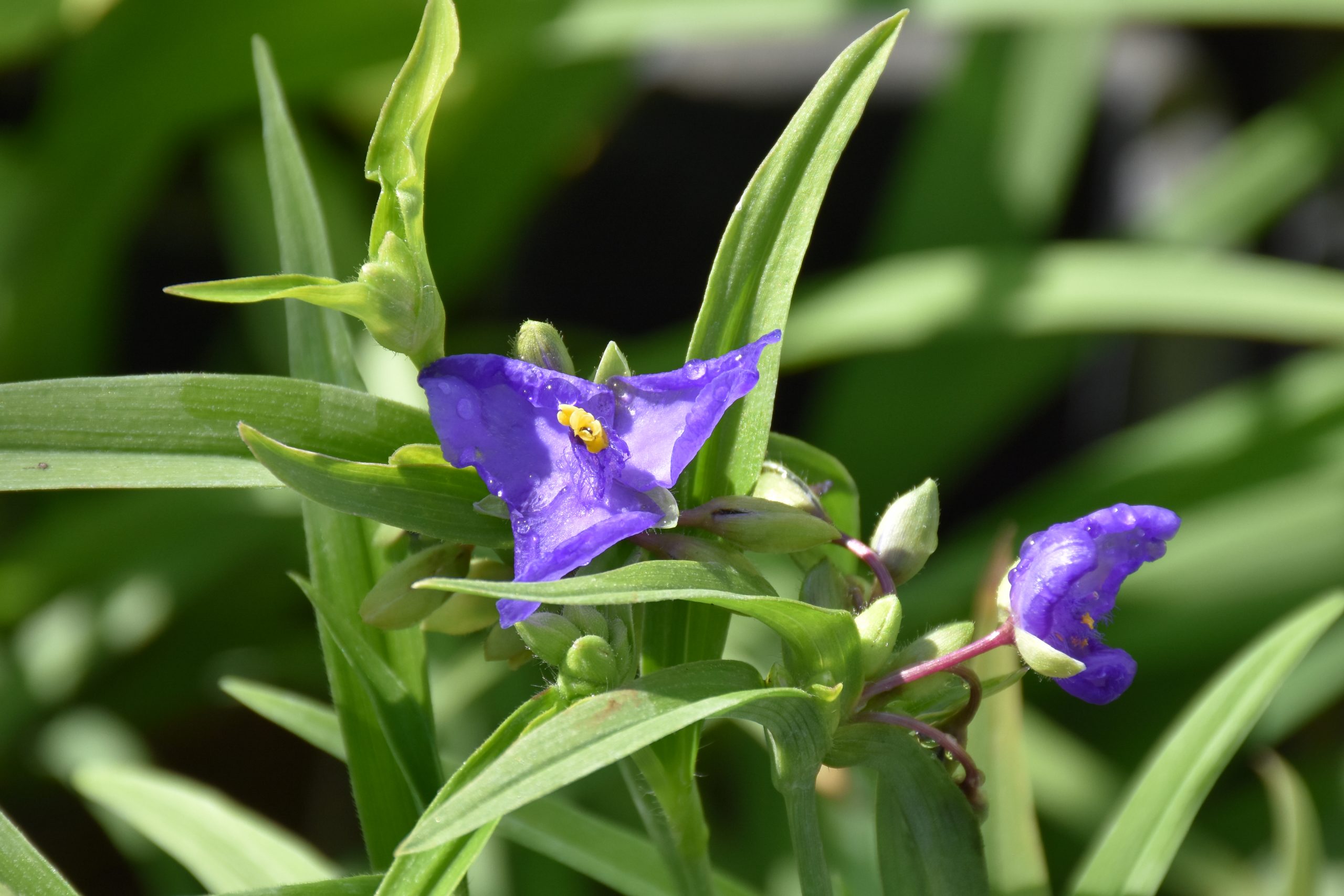 8856_tradescantia_andersoniana_XS_001.jpg