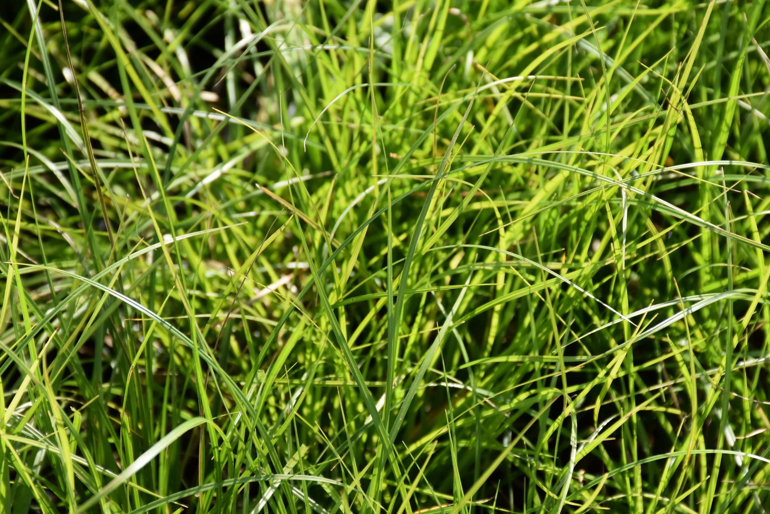 8861_carex_cultorum_kyoto_XS_001.jpg