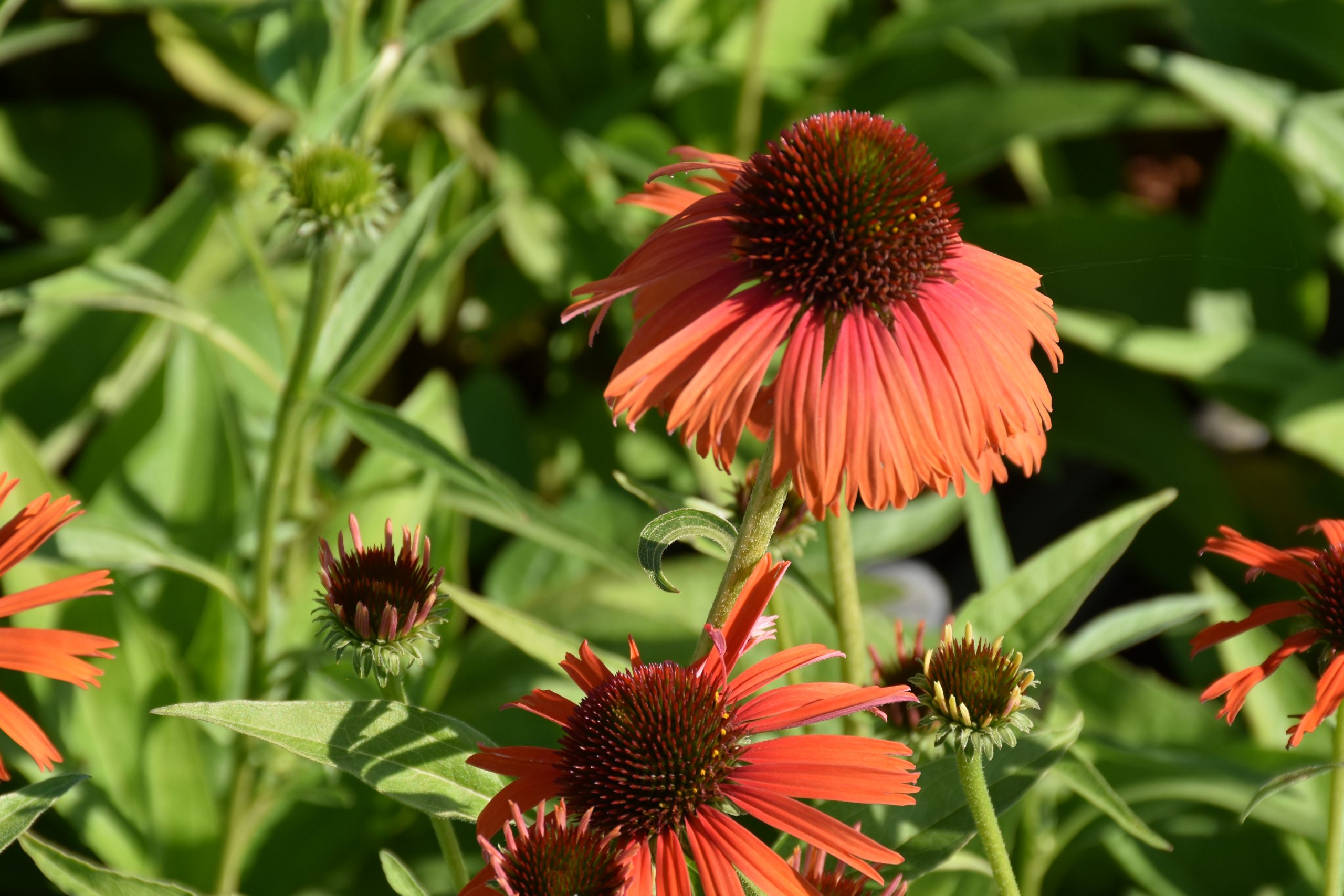 8863_echinacea_purpurea_orange_skipper_XS_004.jpg