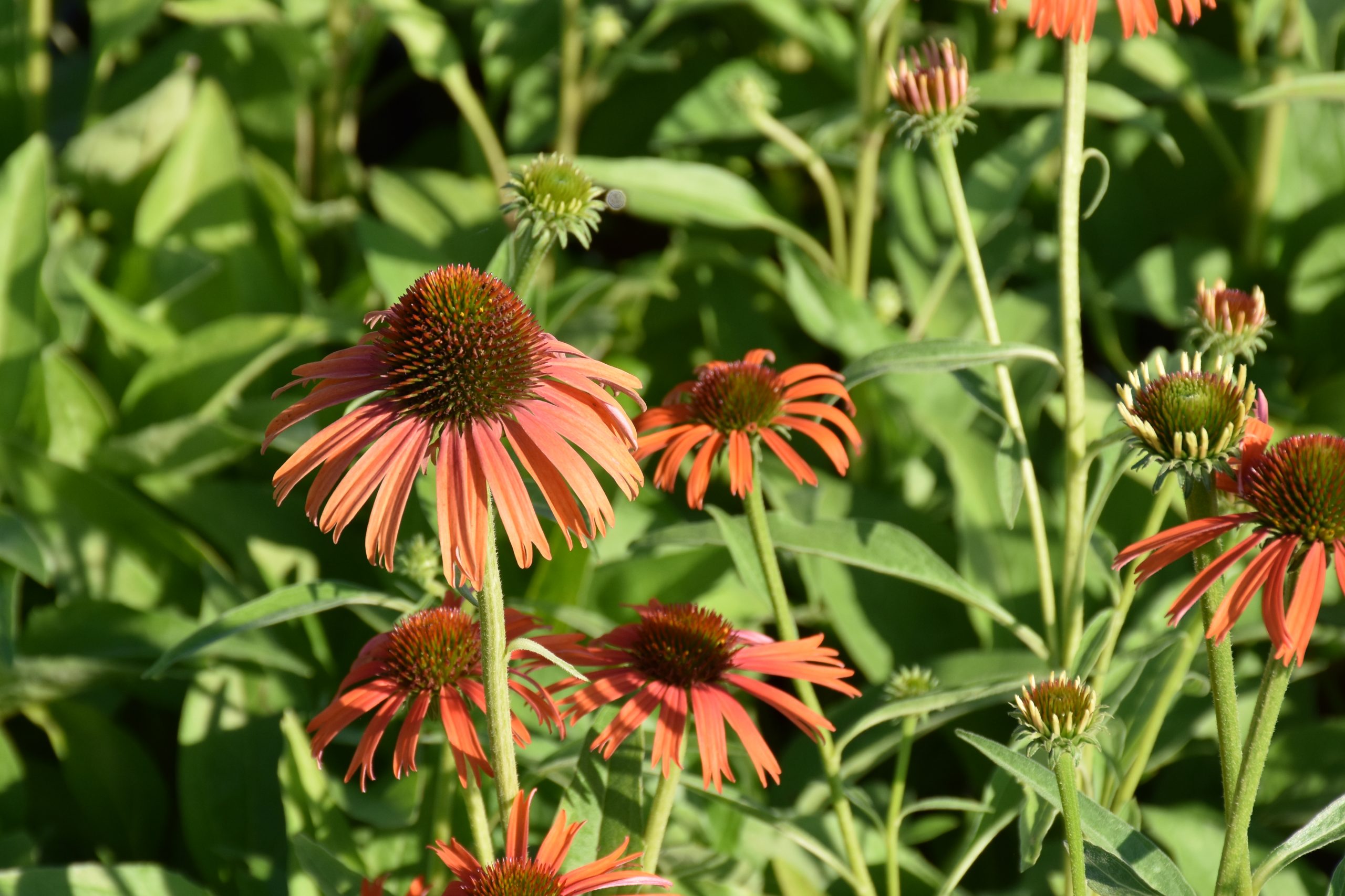 8864_echinacea_purpurea_orange_skipper_XS_005.jpg