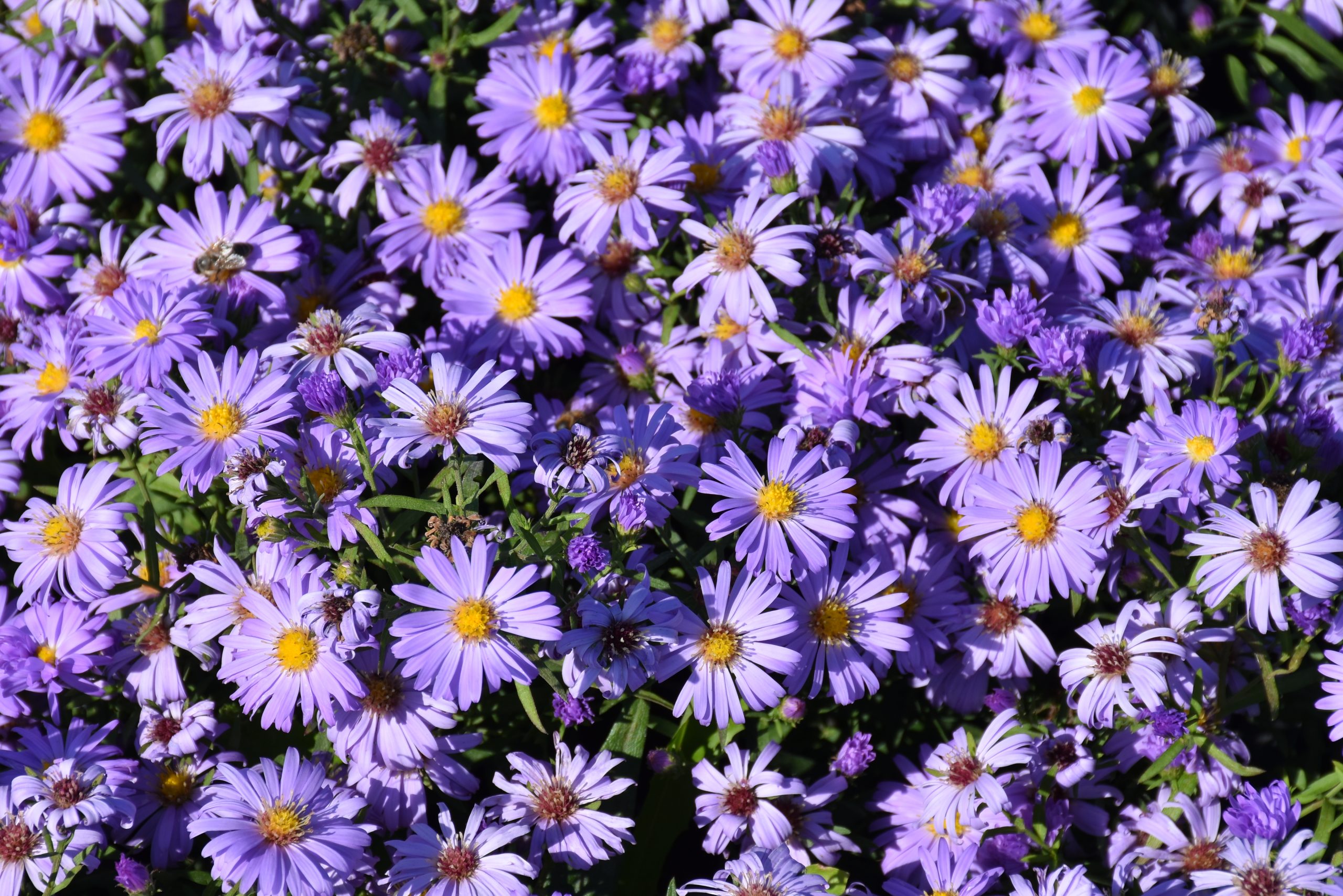 8871_aster_dumosus_lady_in_blue_XS_002.jpg