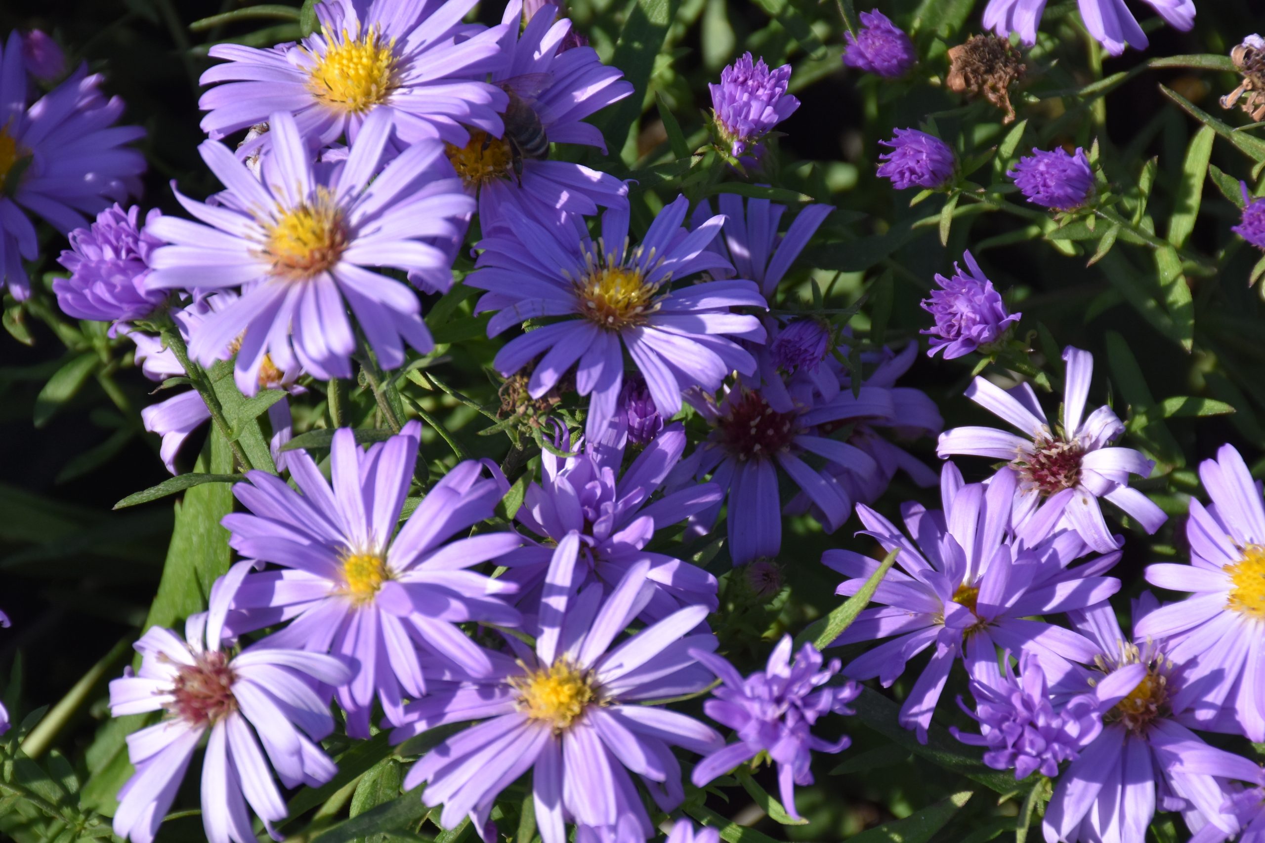 8872_aster_dumosus_lady_in_blue_XS_003.jpg