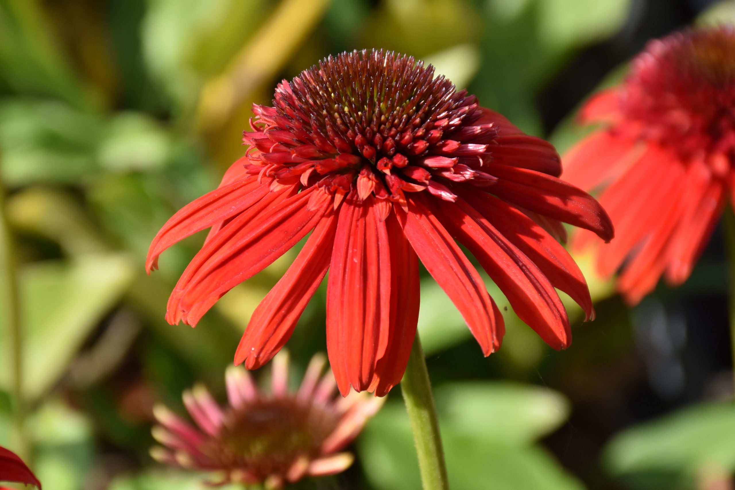 8883_echinacea_purpurea_eccentric_XS_004.jpg
