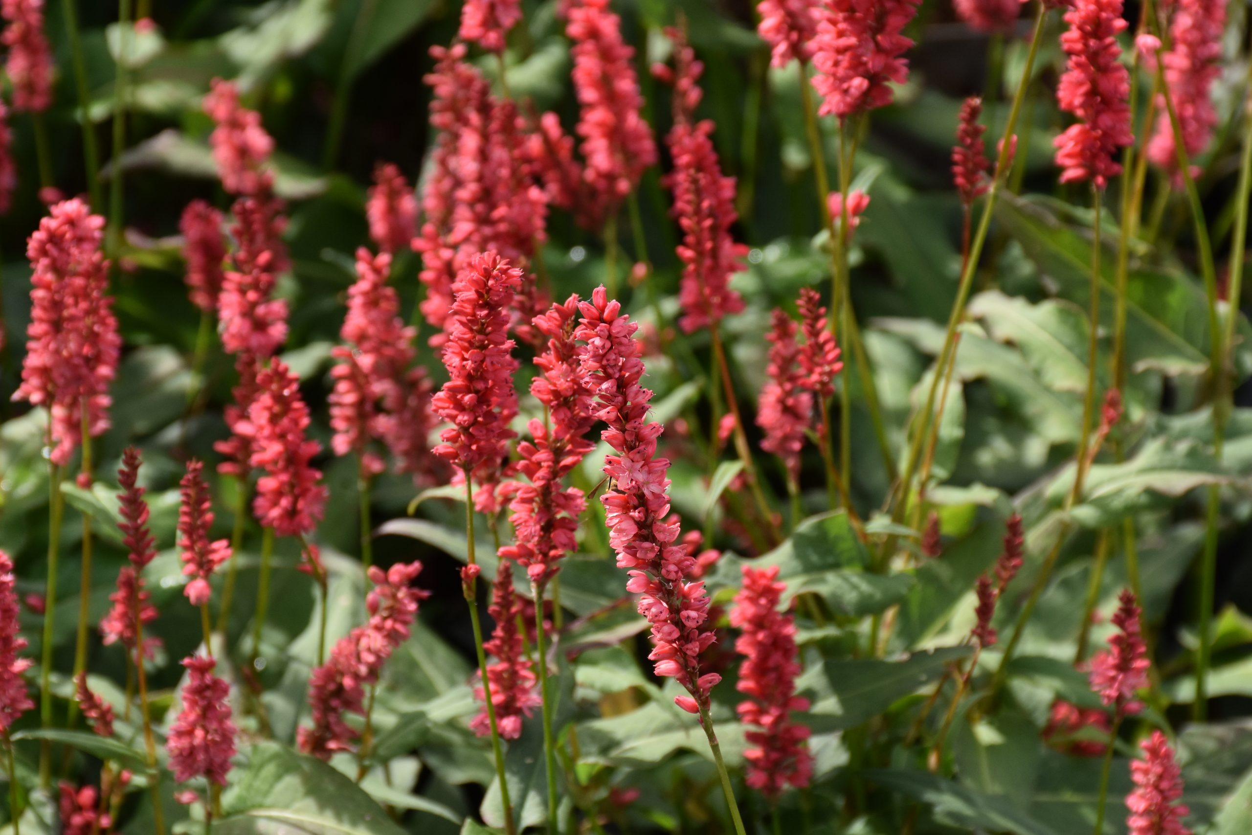 8896_persicaria_amplexicaulis_orangofield_XS_003.jpg