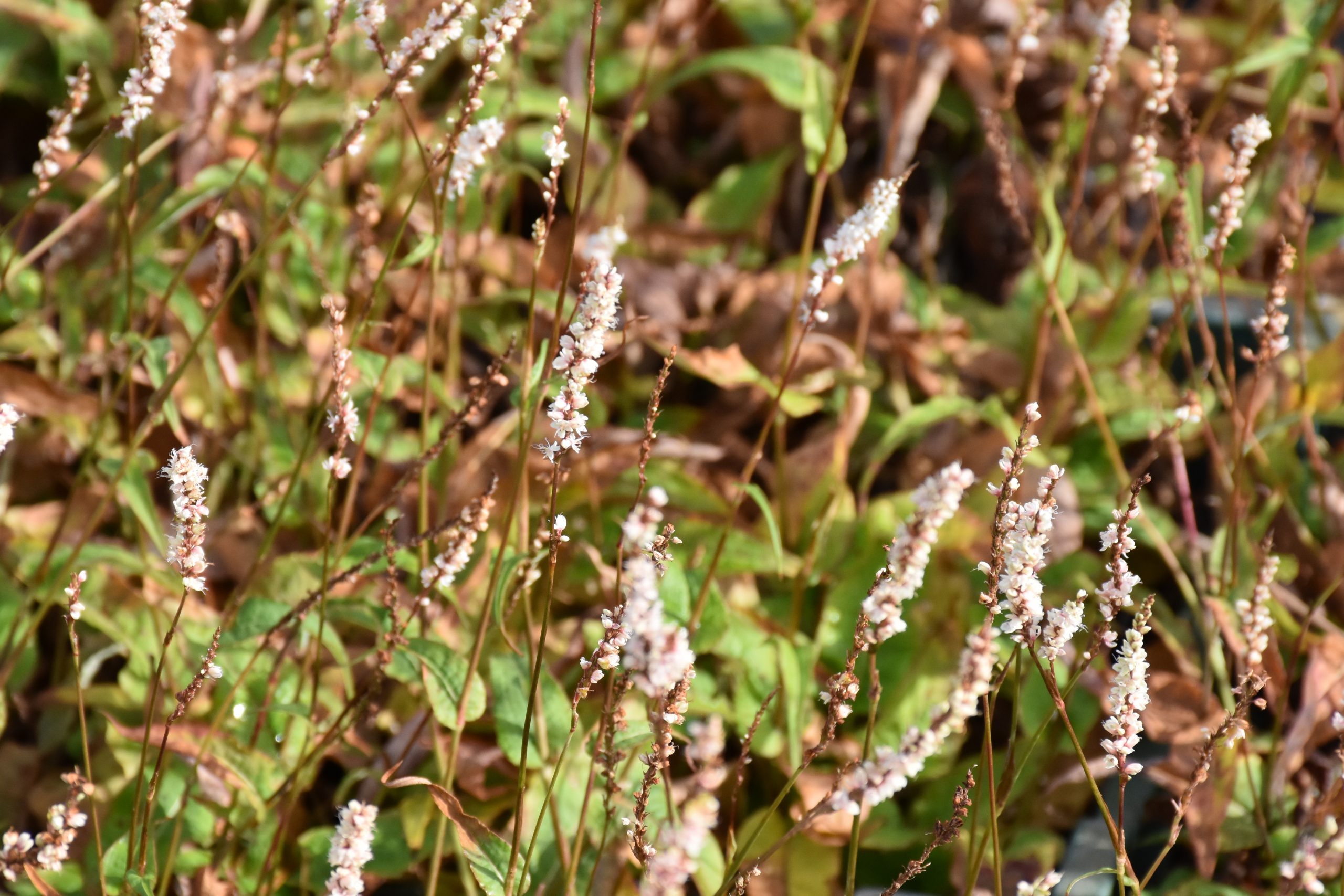 8898_persicaria_amplexicaulis_alba_junior_XS_003-1.jpg
