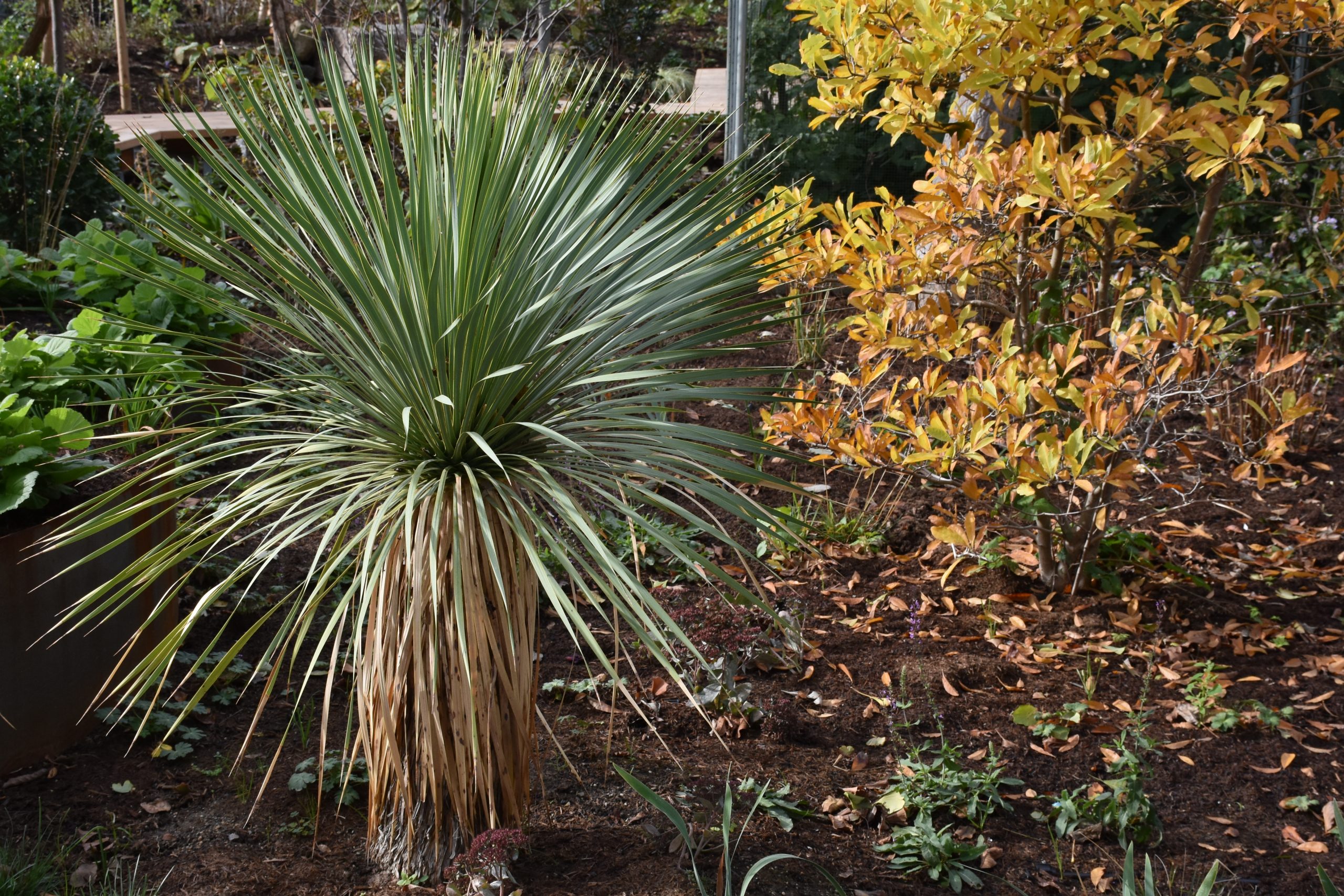 8901_yucca_rostrata_XS_004.jpg