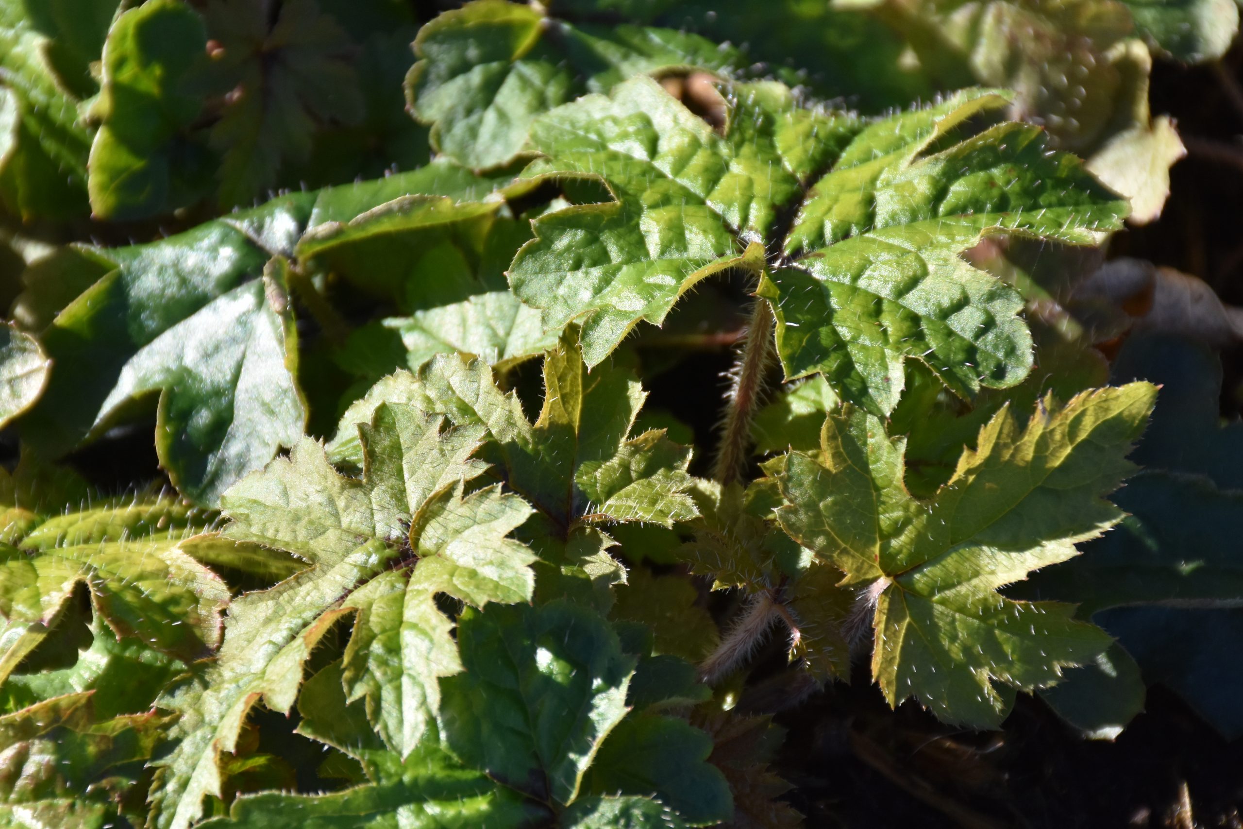 8918_tiarella_cordifolia_eco_XS_001.jpg