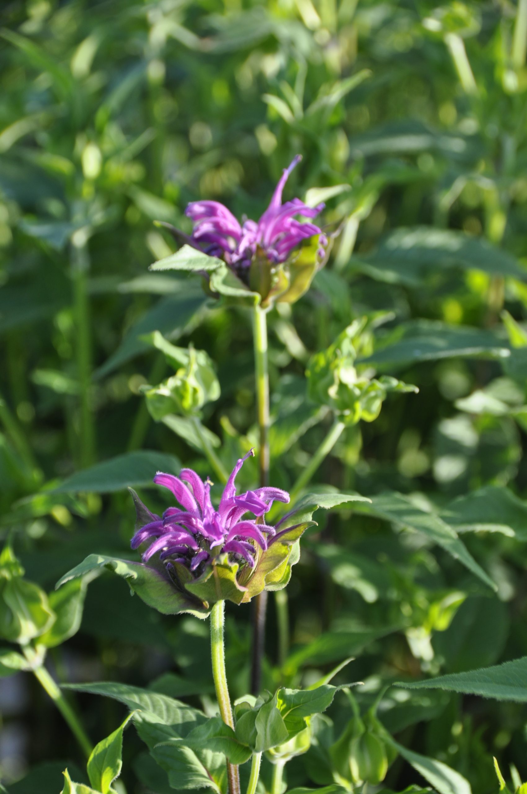 8963_monarda_fistulosa_blaustrumpf_BG_001.jpg
