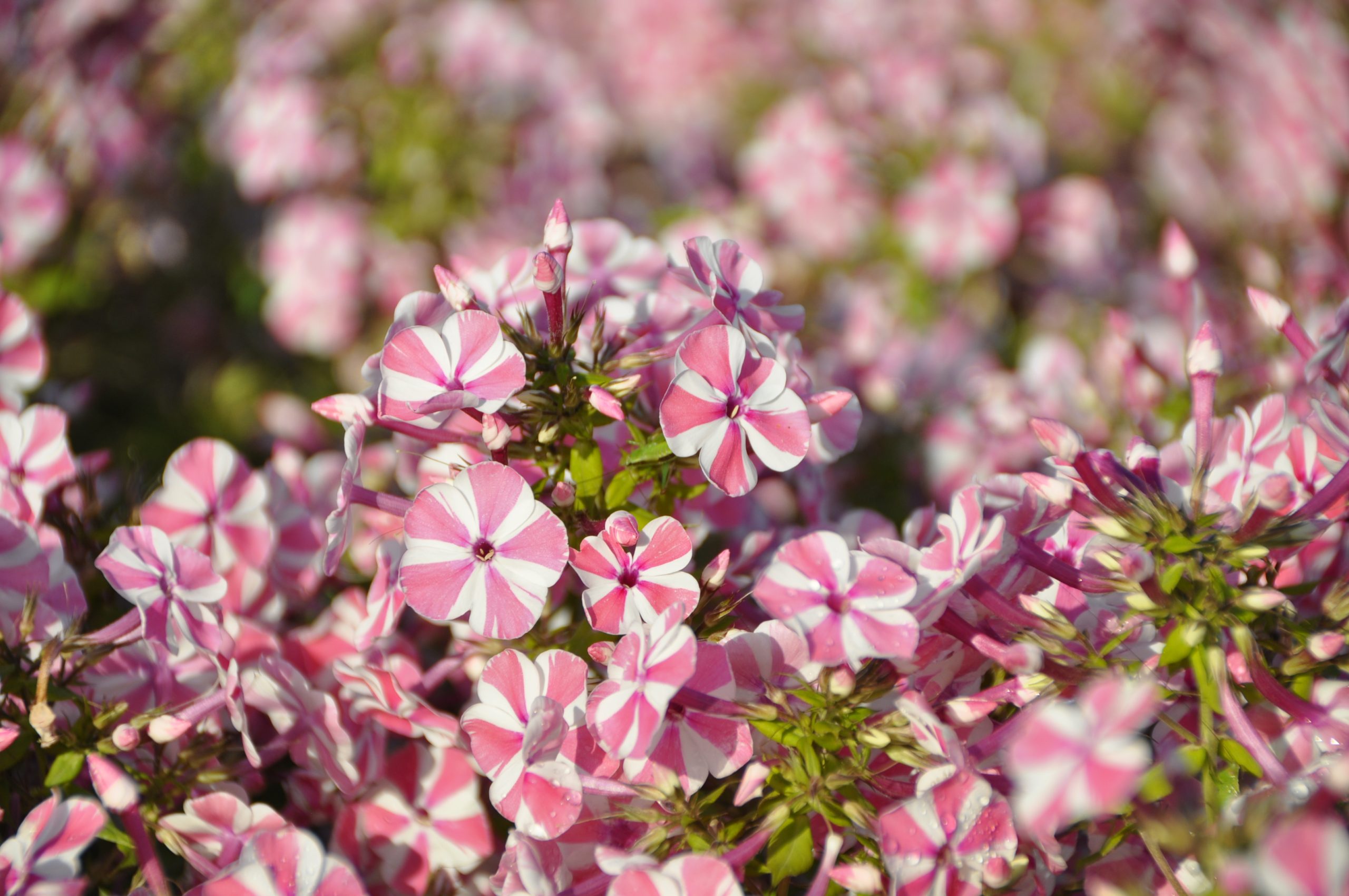 8968_phlox_paniculata_peppermint_twist_BG_007.jpg