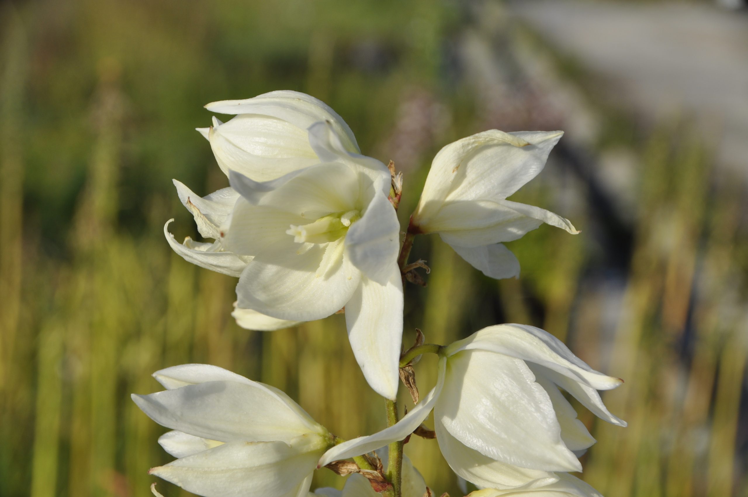 8974_yucca_filamentosa_BG_002.jpg