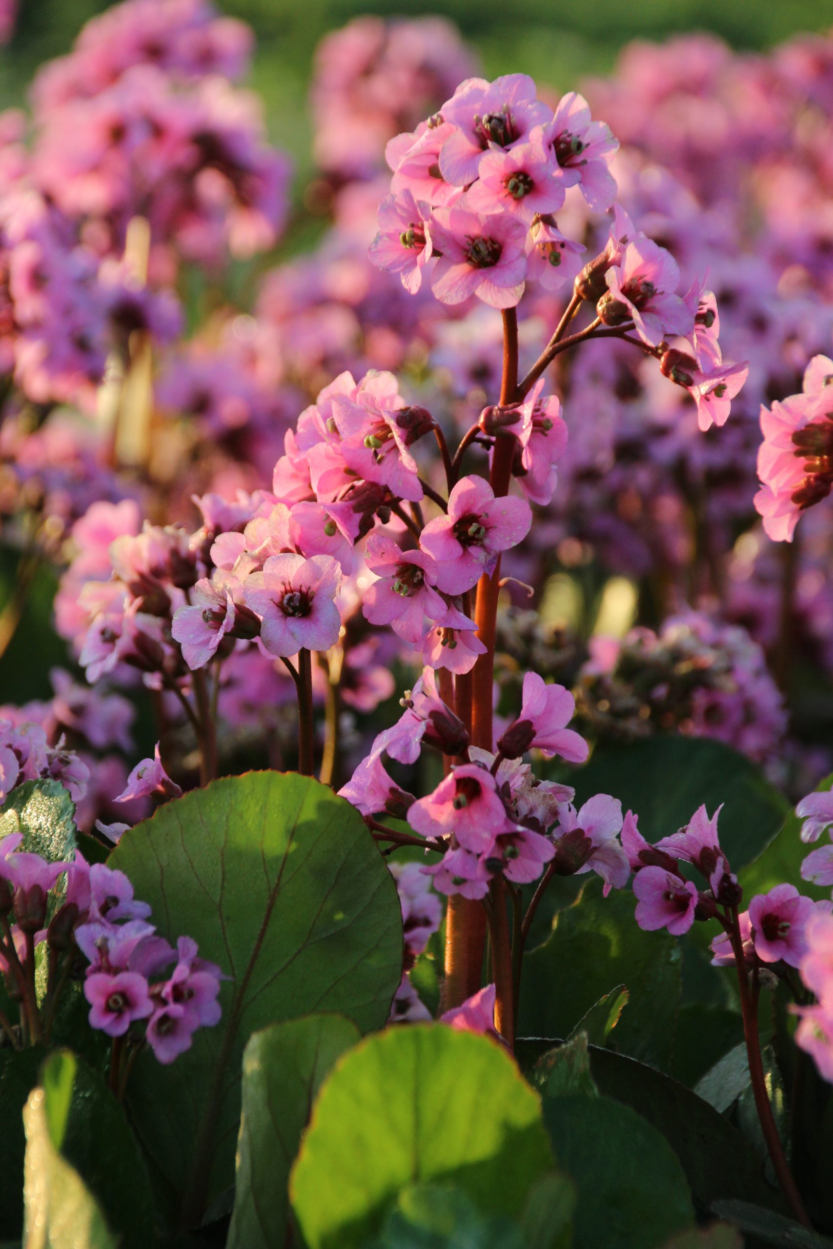 898_bergenia_cordifolia_rosi_klose_SS_001.jpeg