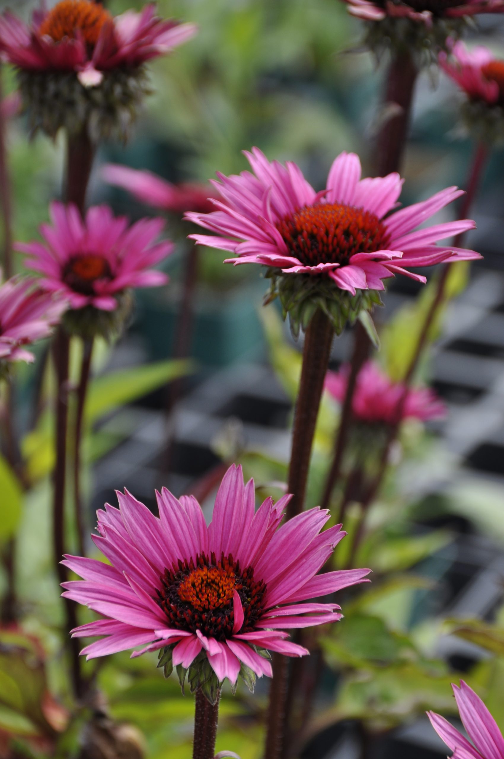 8999_echinacea_purpurea_fatal_attraction_BG_002.jpg