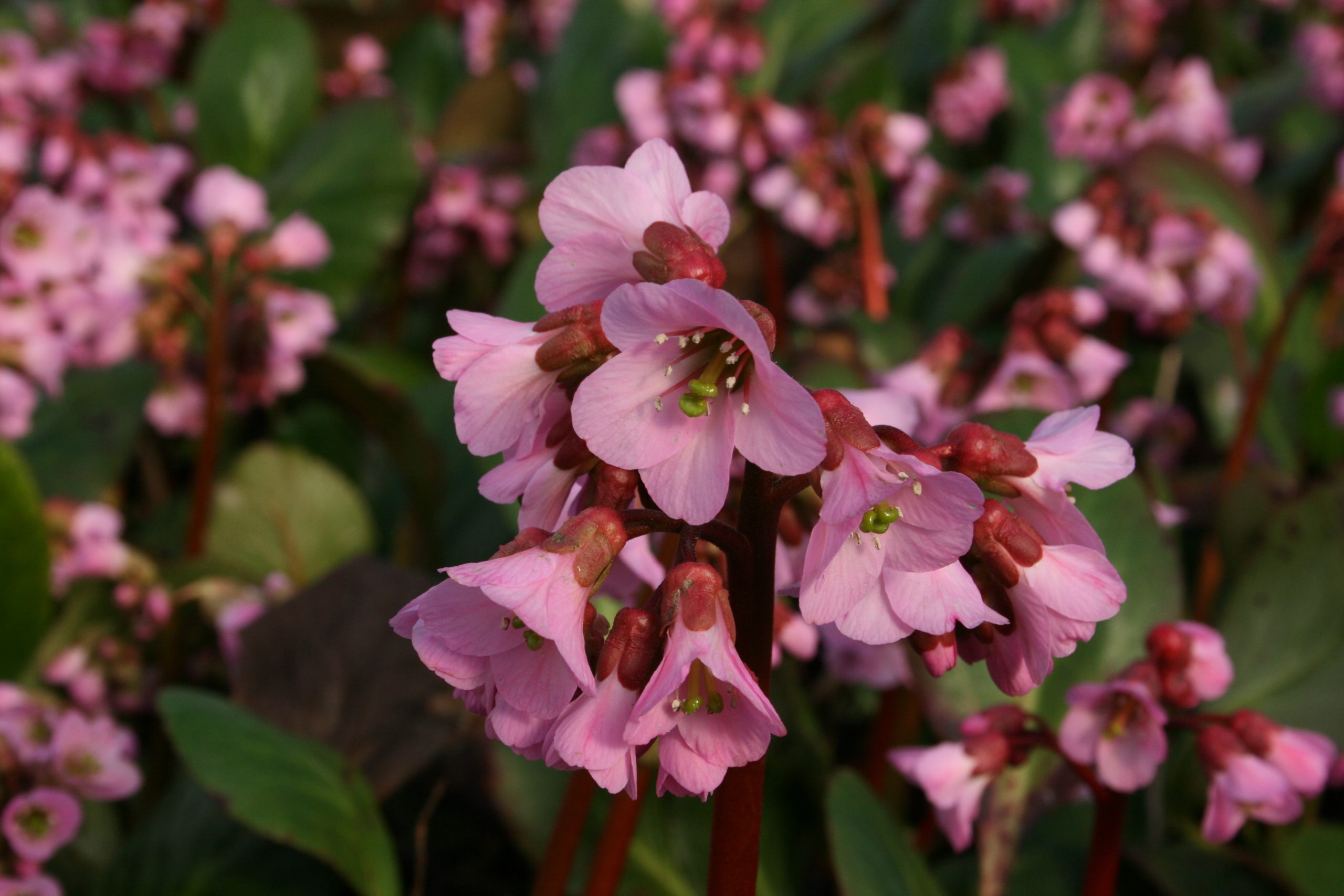 899_bergenia_cordifolia_rosi_klose_SS_002.jpeg