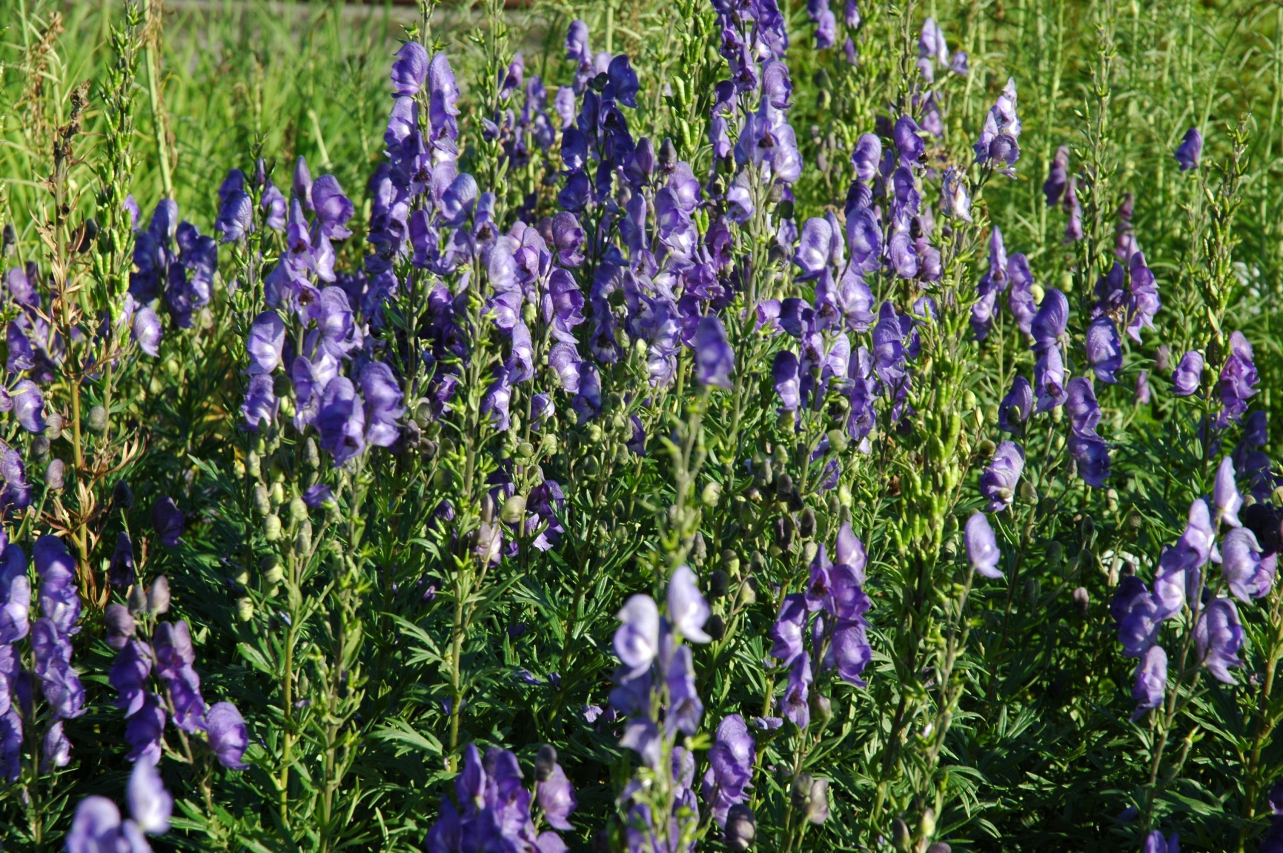 89_aconitum_napellus_XS_003.jpeg