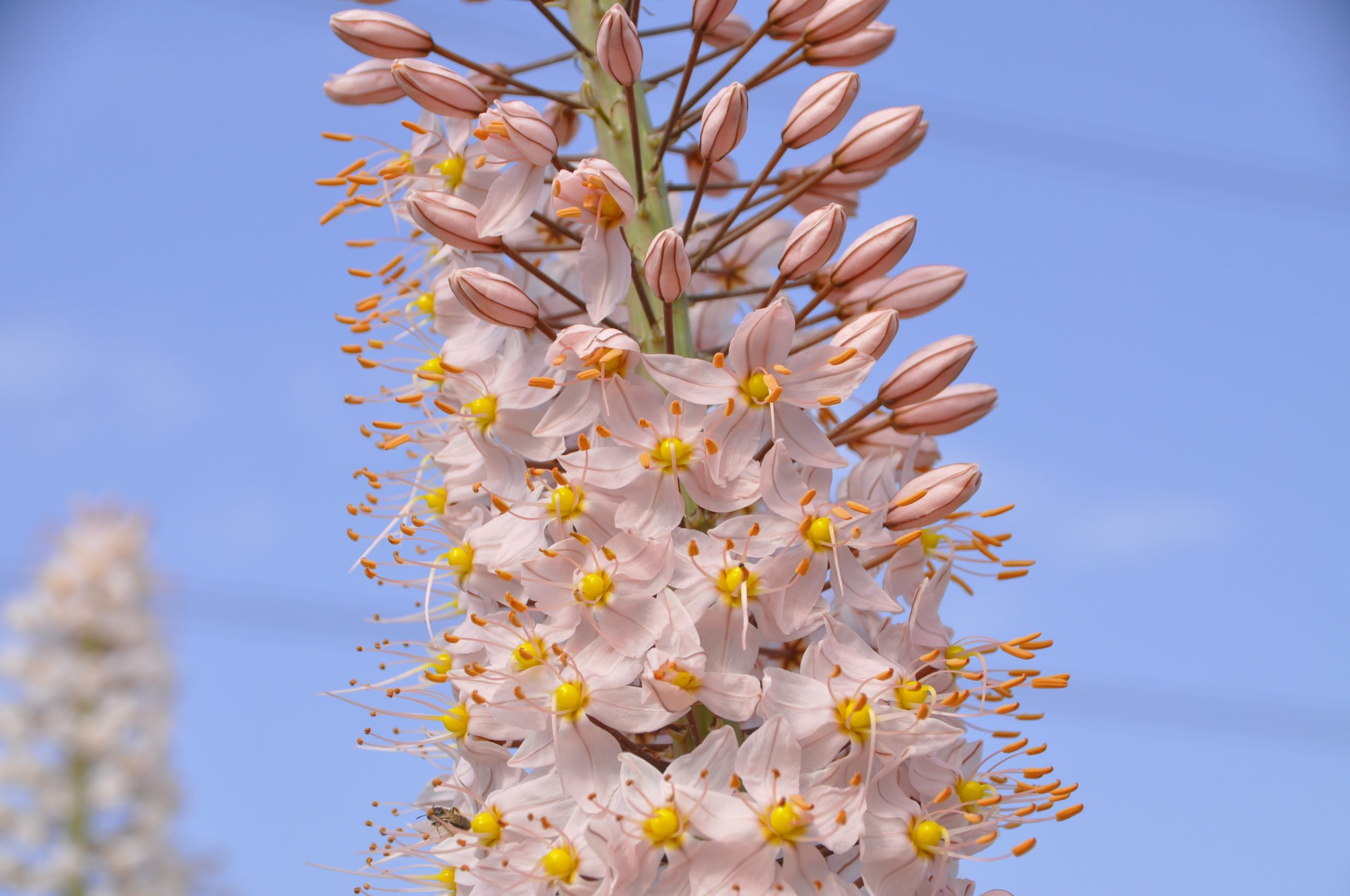 9000_eremurus_robustus_BG_003.jpg