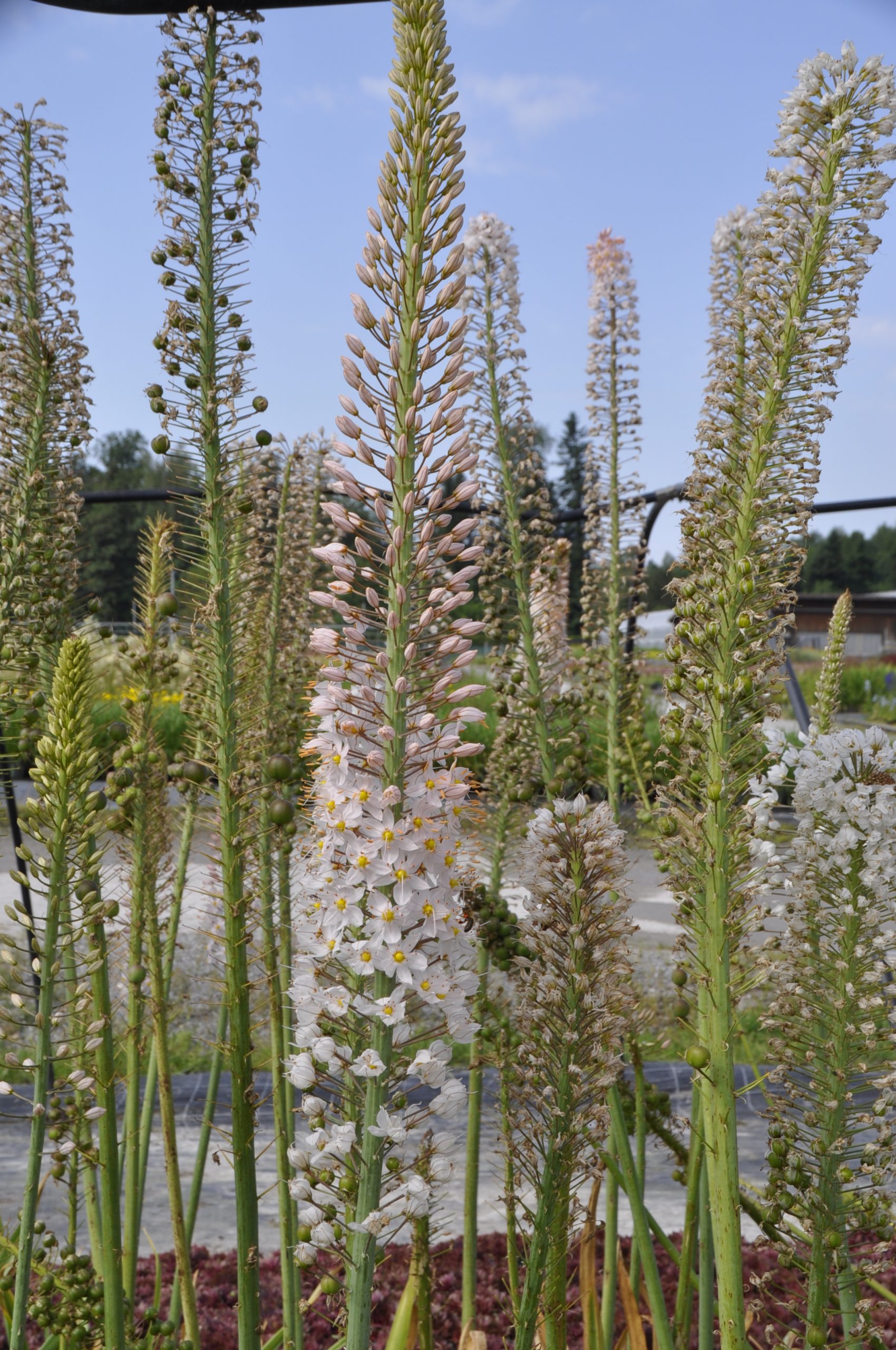 9002_eremurus_robustus_BG_005.jpg