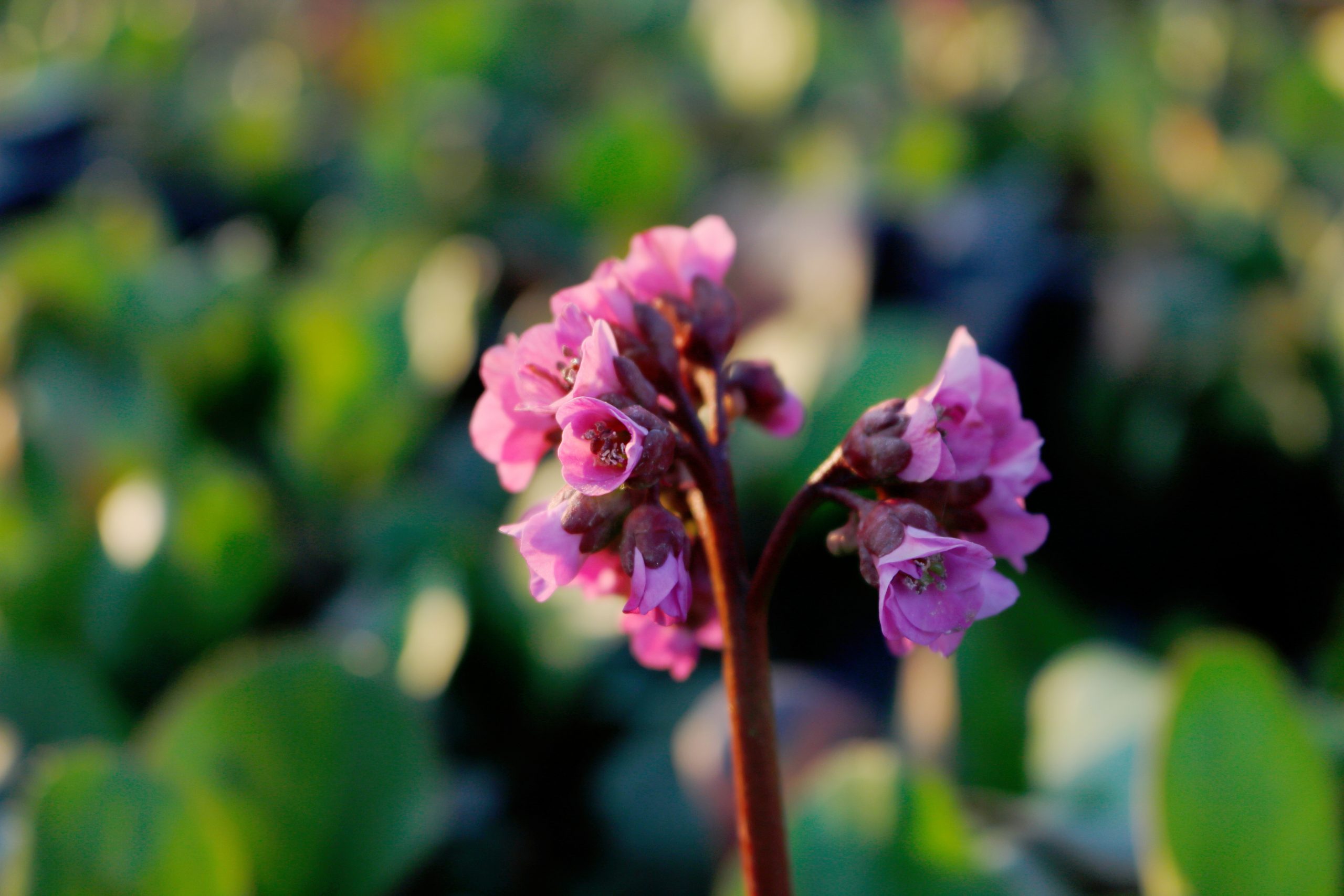 900_bergenia_cordifolia_rotblum_XS_001.jpeg
