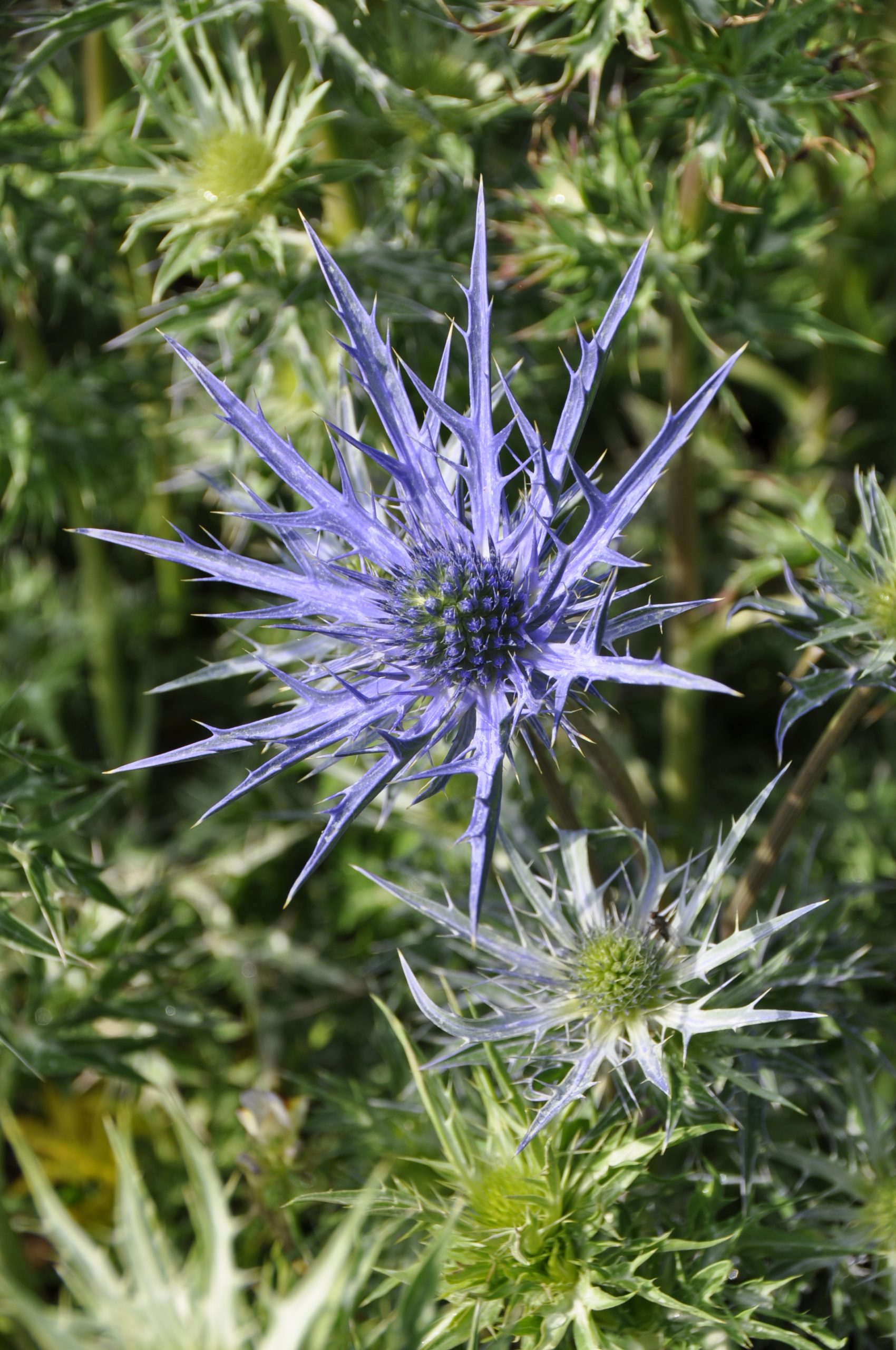 9011_eryngium_cultorum_lapis_blue_BG_005.jpg