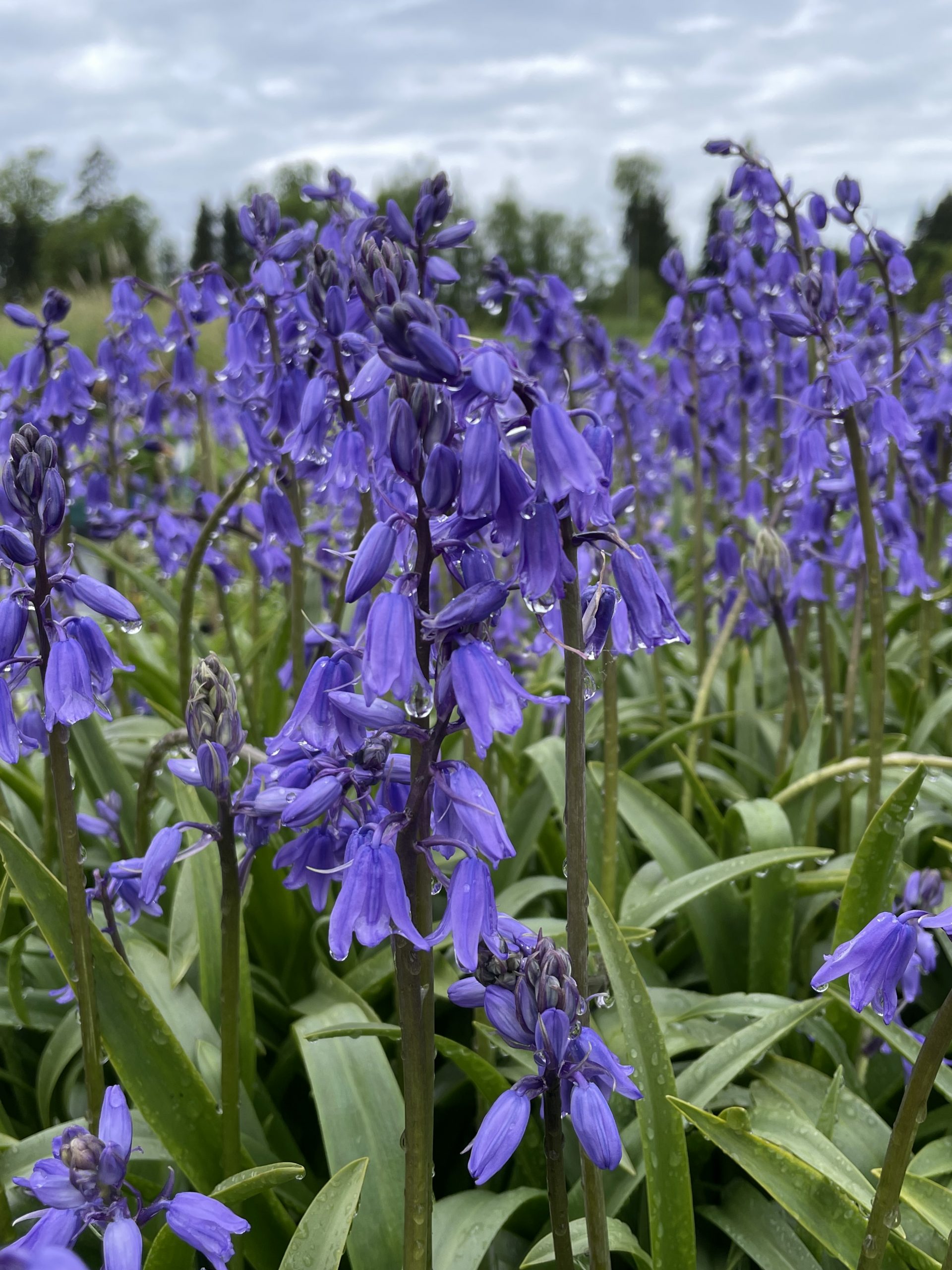 9026_hyacinthoides_non_scripta_BG_001.jpg