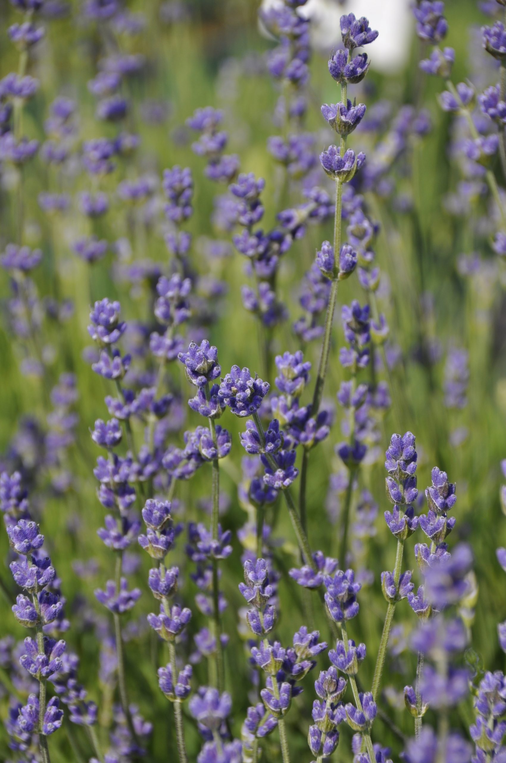 9035_lavandula_angustifolia_siesta_BG_003.jpg
