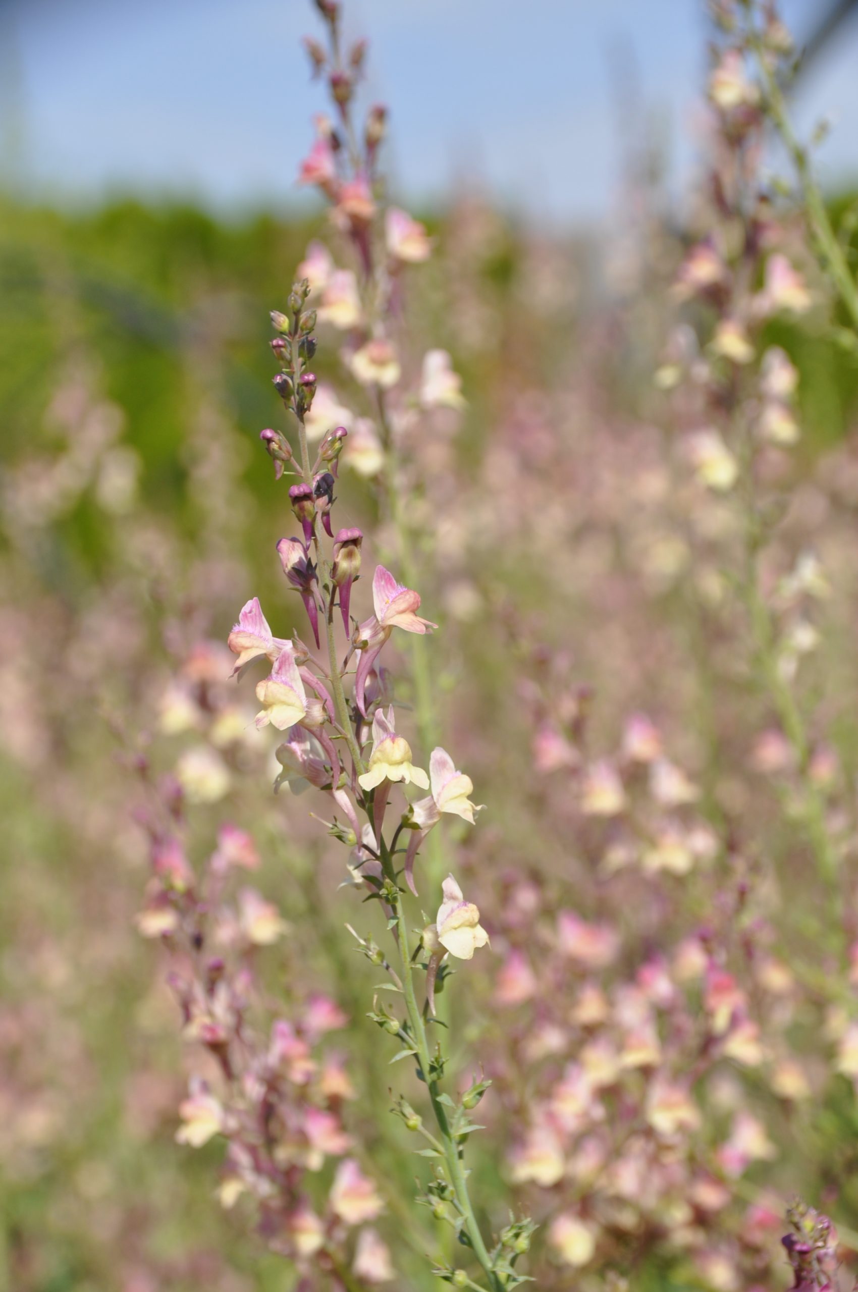 9037_linaria_cultorum_peachy_BG_005.jpg