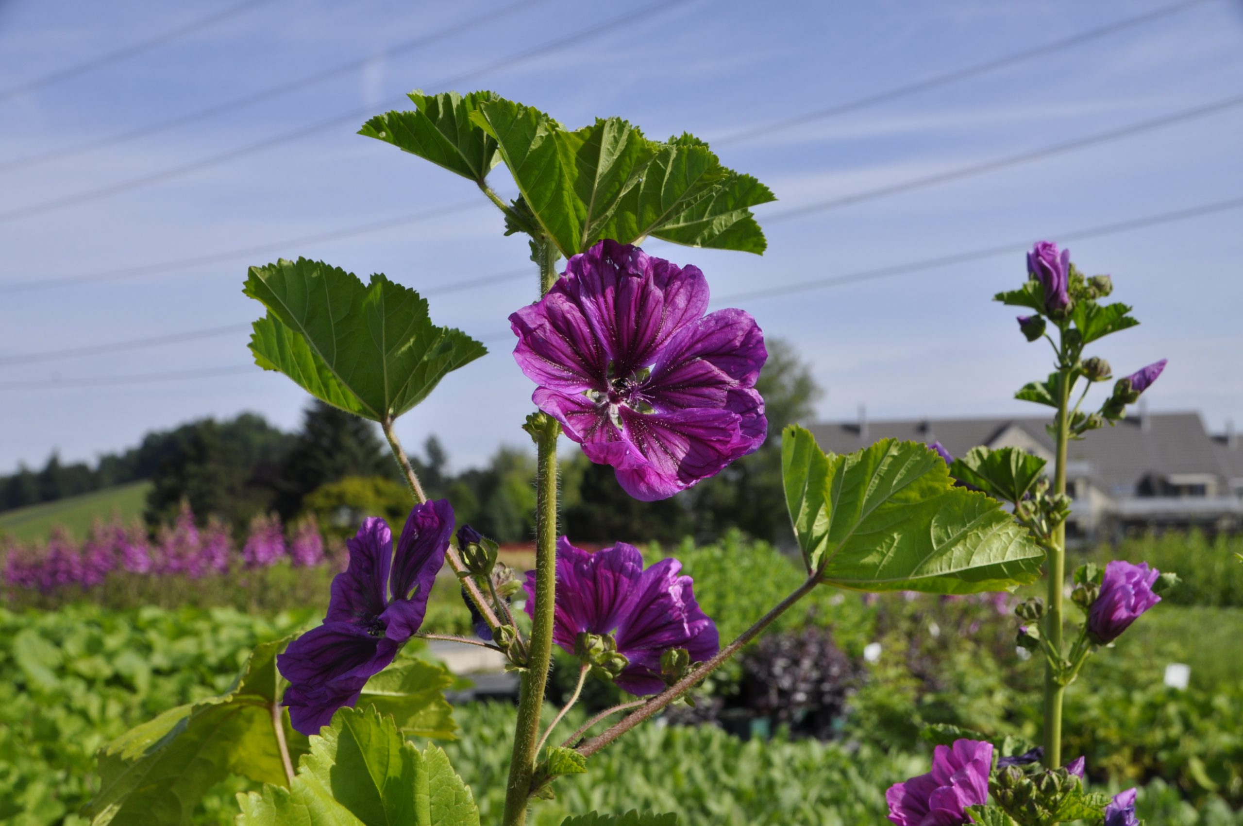 9040_malva_sylvestris_ssp_mauritiana_BG_003.jpg