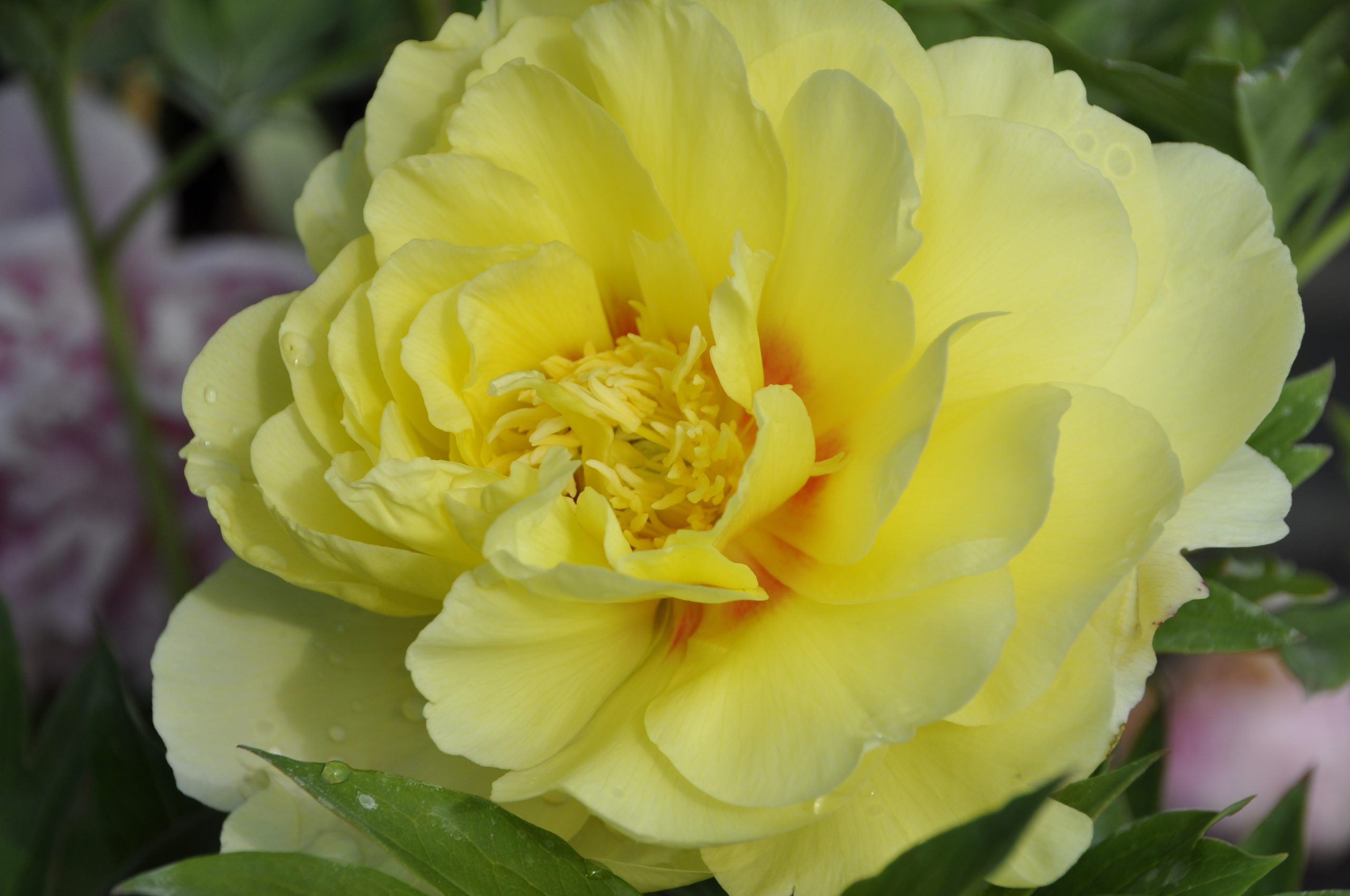 9046_paeonia_itoh_bartzella_BG_005.jpg