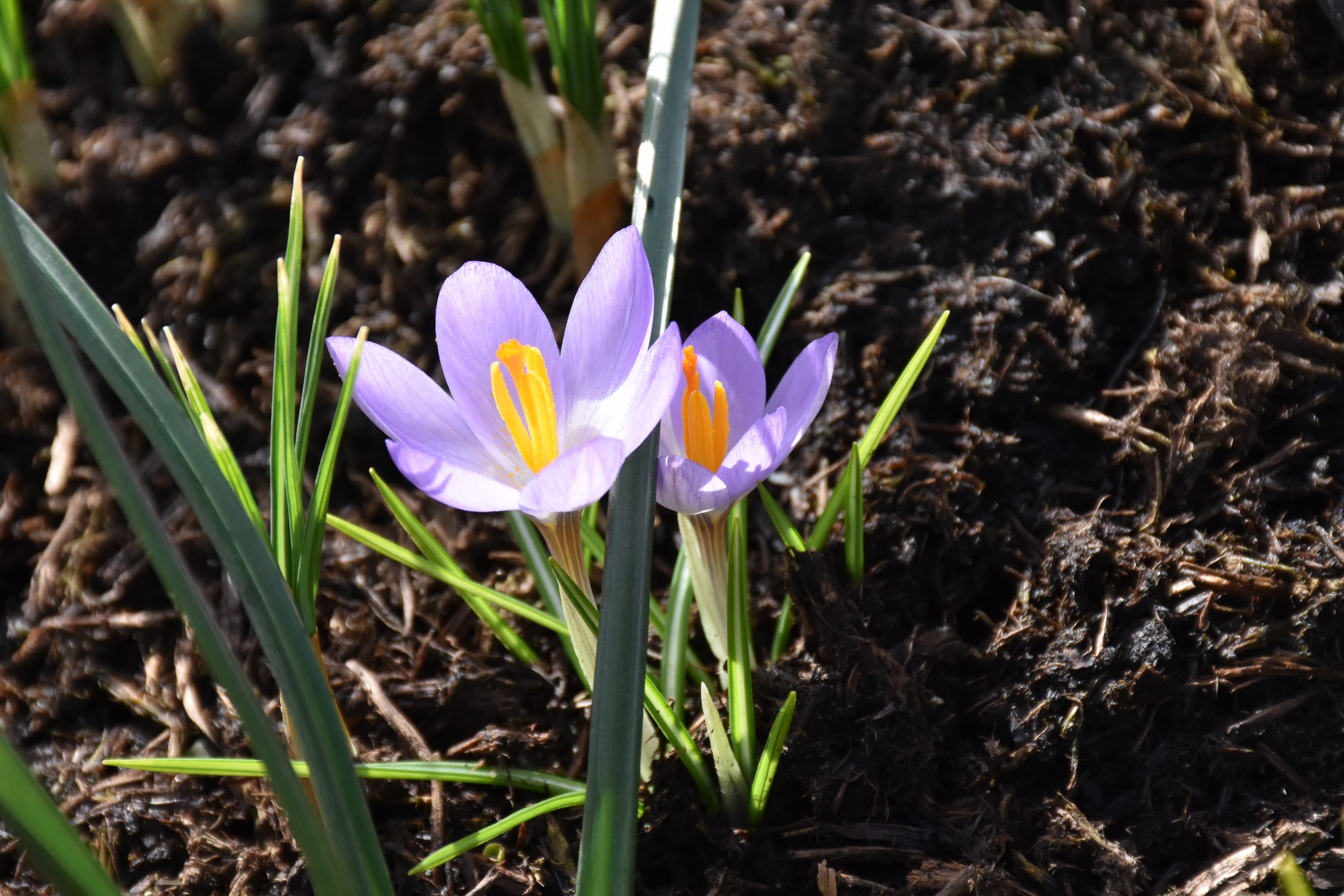 9072_crocus_tommasinianus_XS_002.jpg