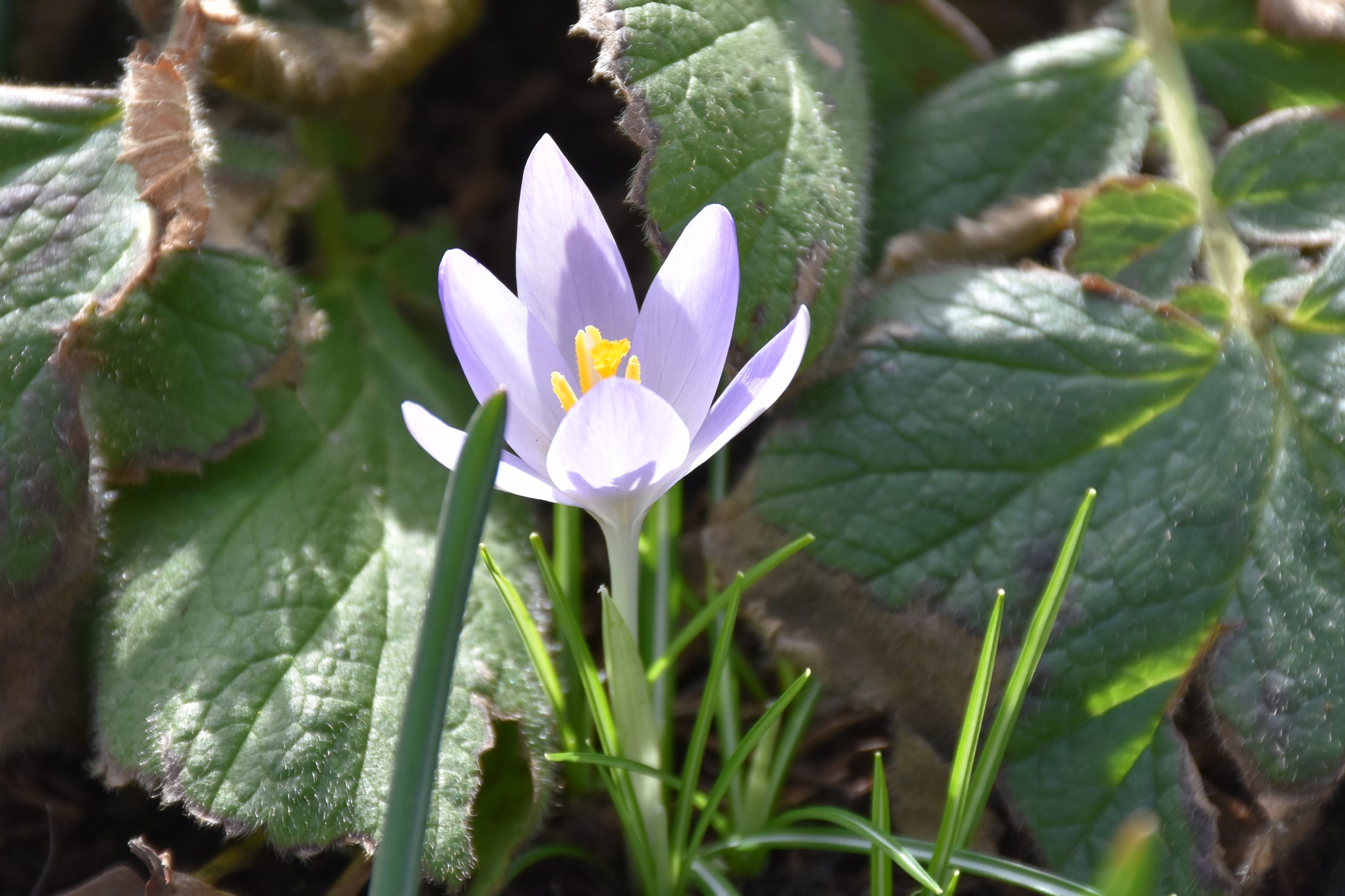 9073_crocus_tommasinianus_XS_003.jpg