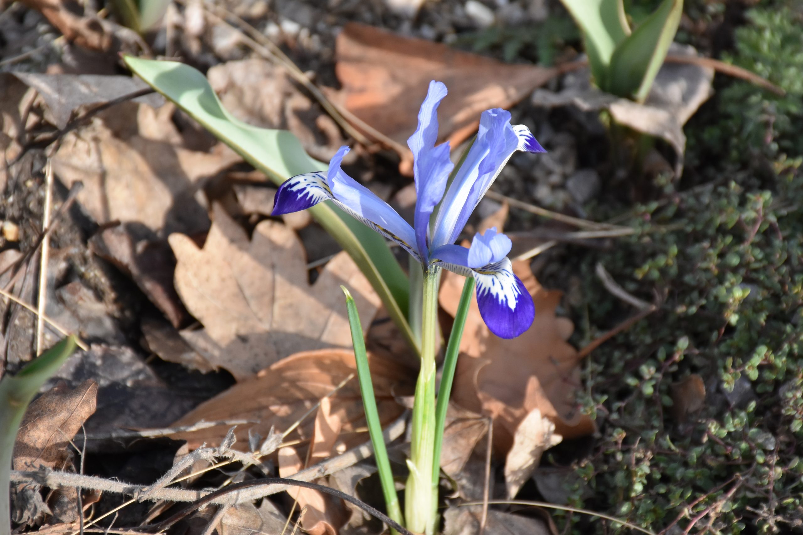 9078_iris_reticulata_clairette_XS_002.jpg