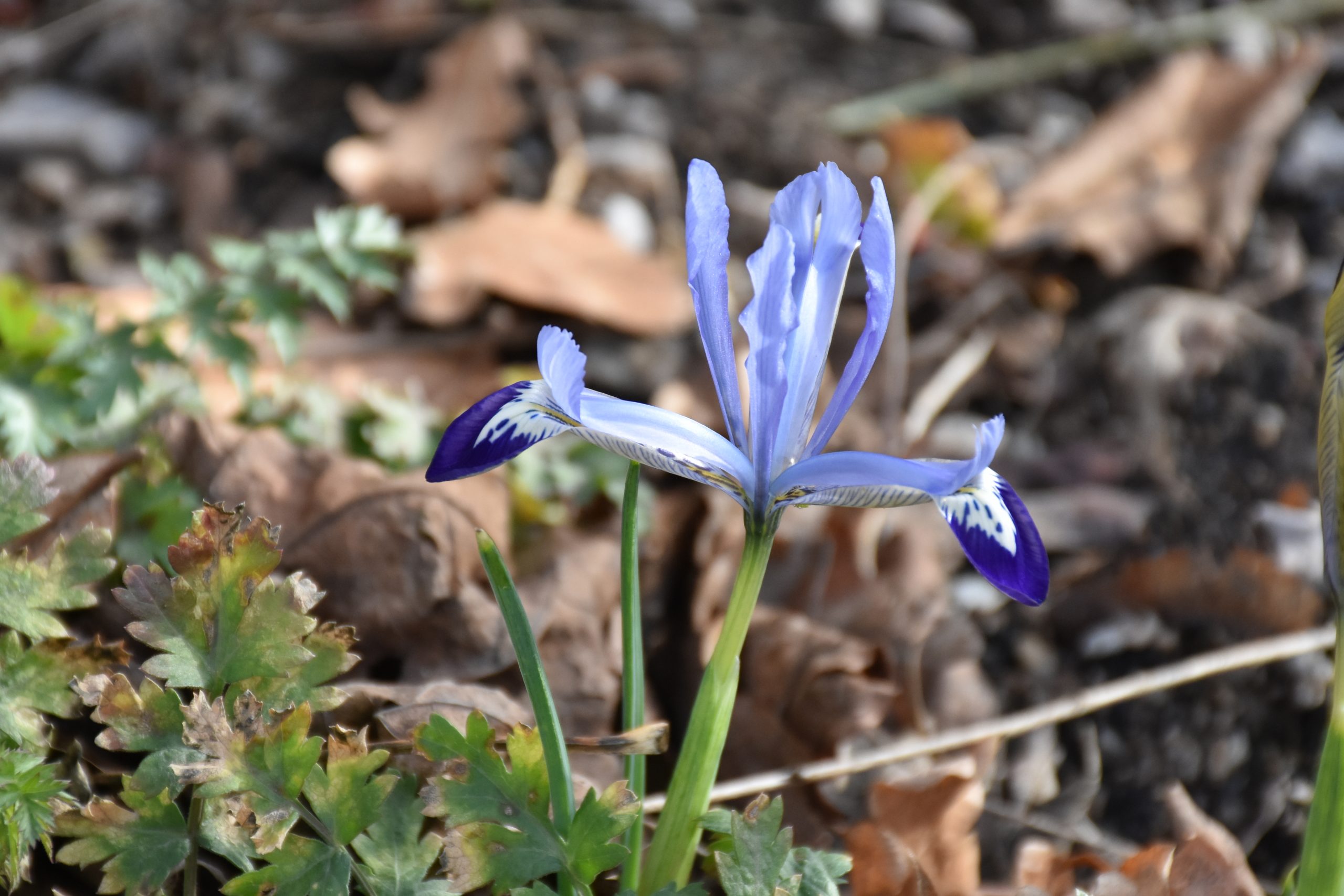 9079_iris_reticulata_clairette_XS_003.jpg