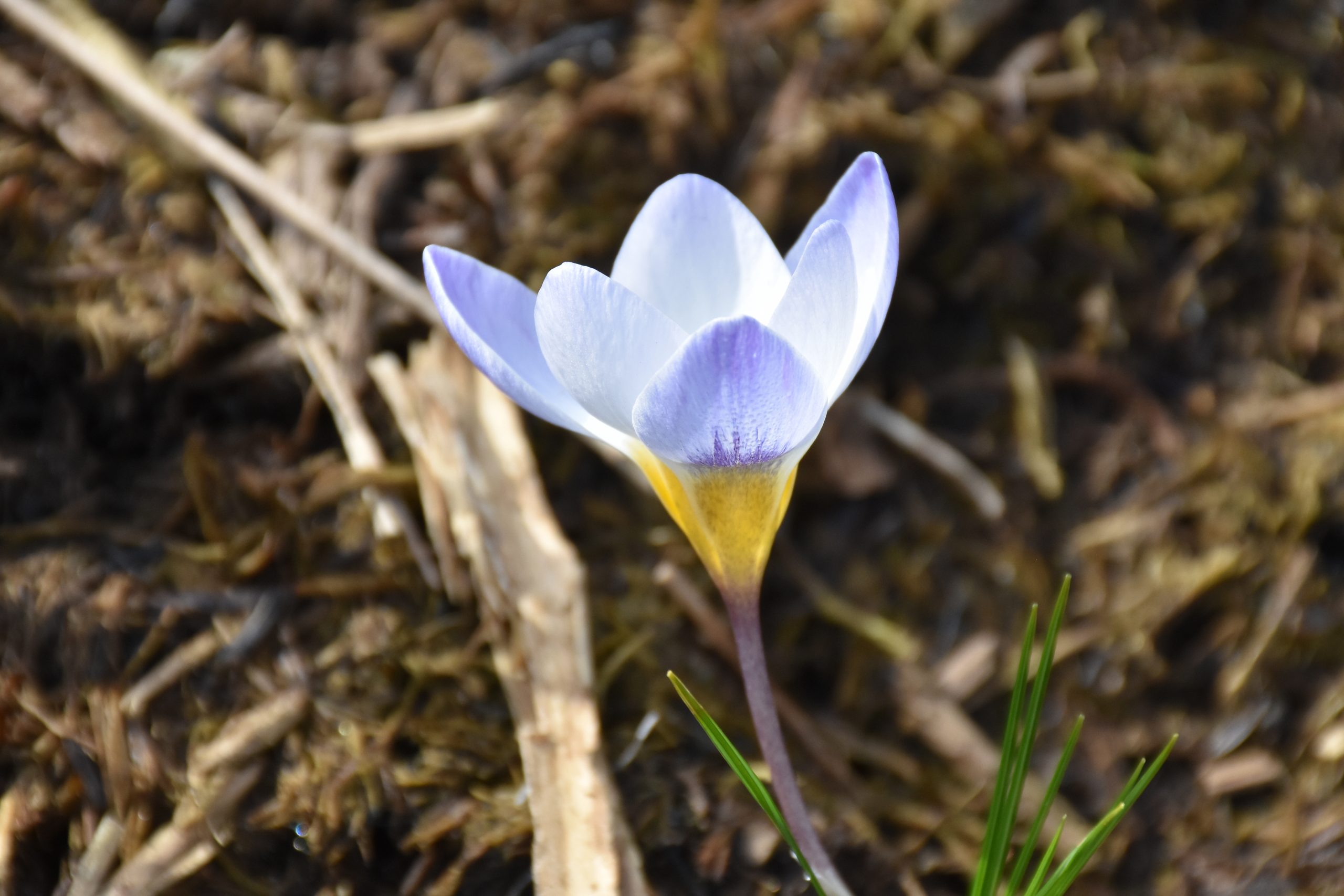 9097_crocus_chrysanthus_blue_pearl_XS_001.jpg