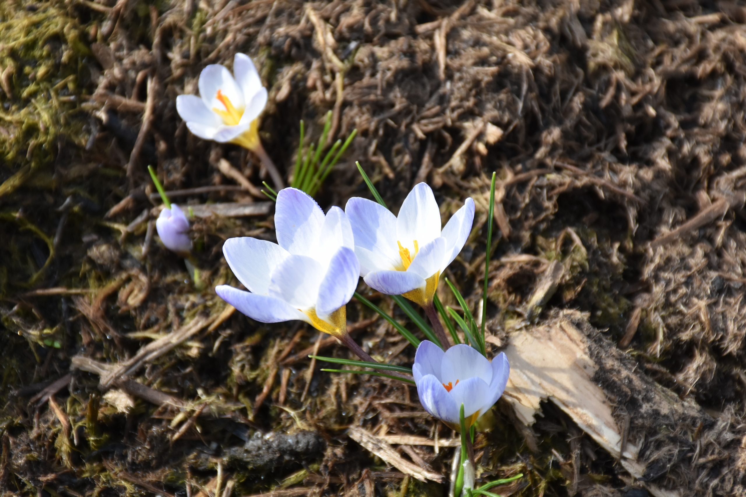 9098_crocus_chrysanthus_blue_pearl_XS_002.jpg