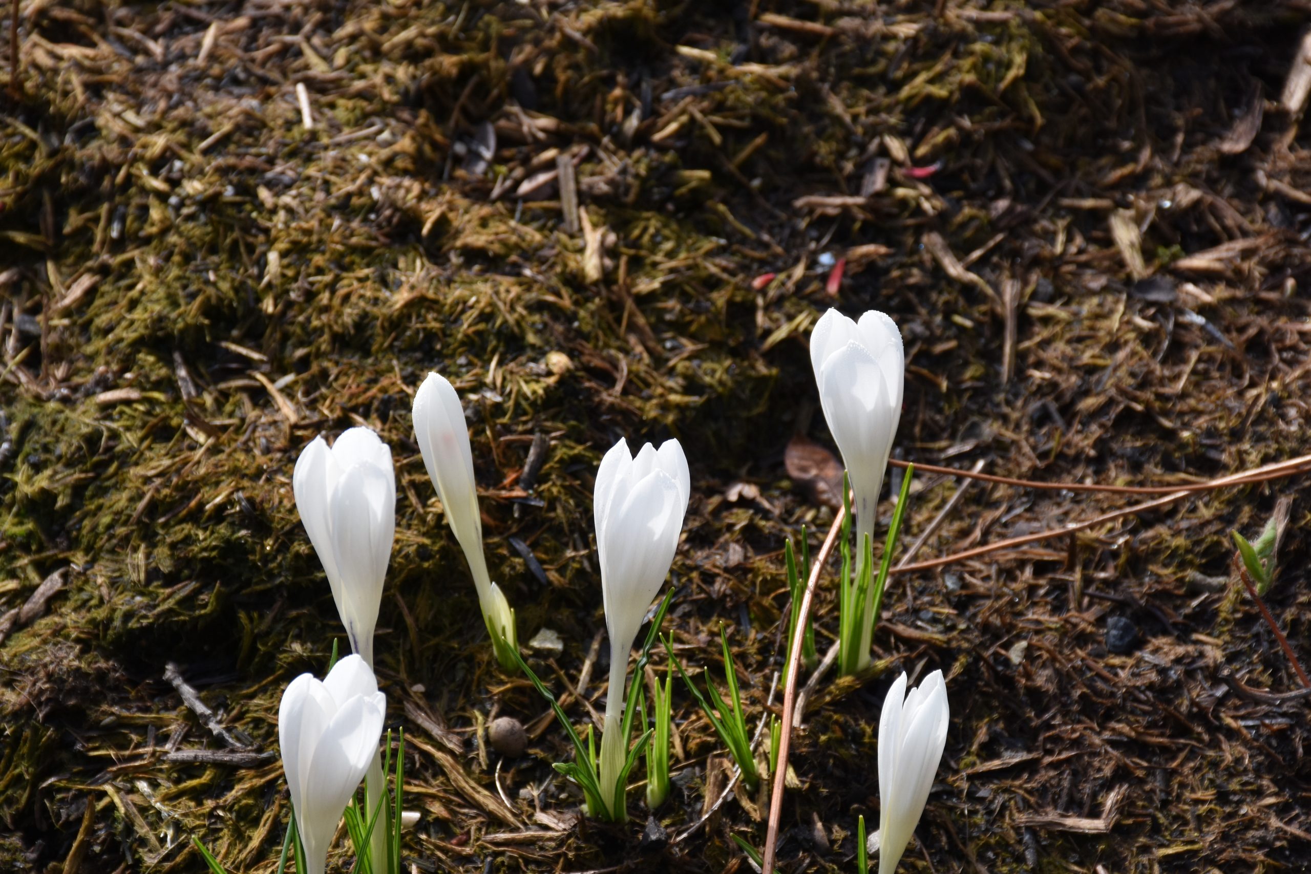 9099_crocus_tommasinianus_albus_XS_002.jpg