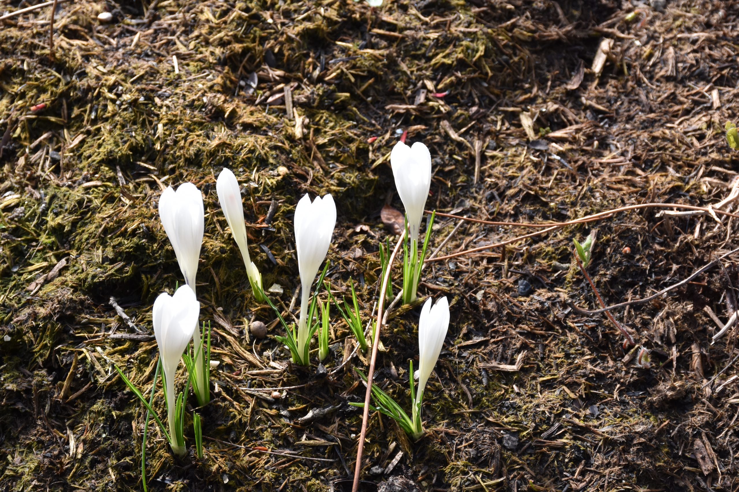 9100_crocus_tommasinianus_albus_XS_003.jpg