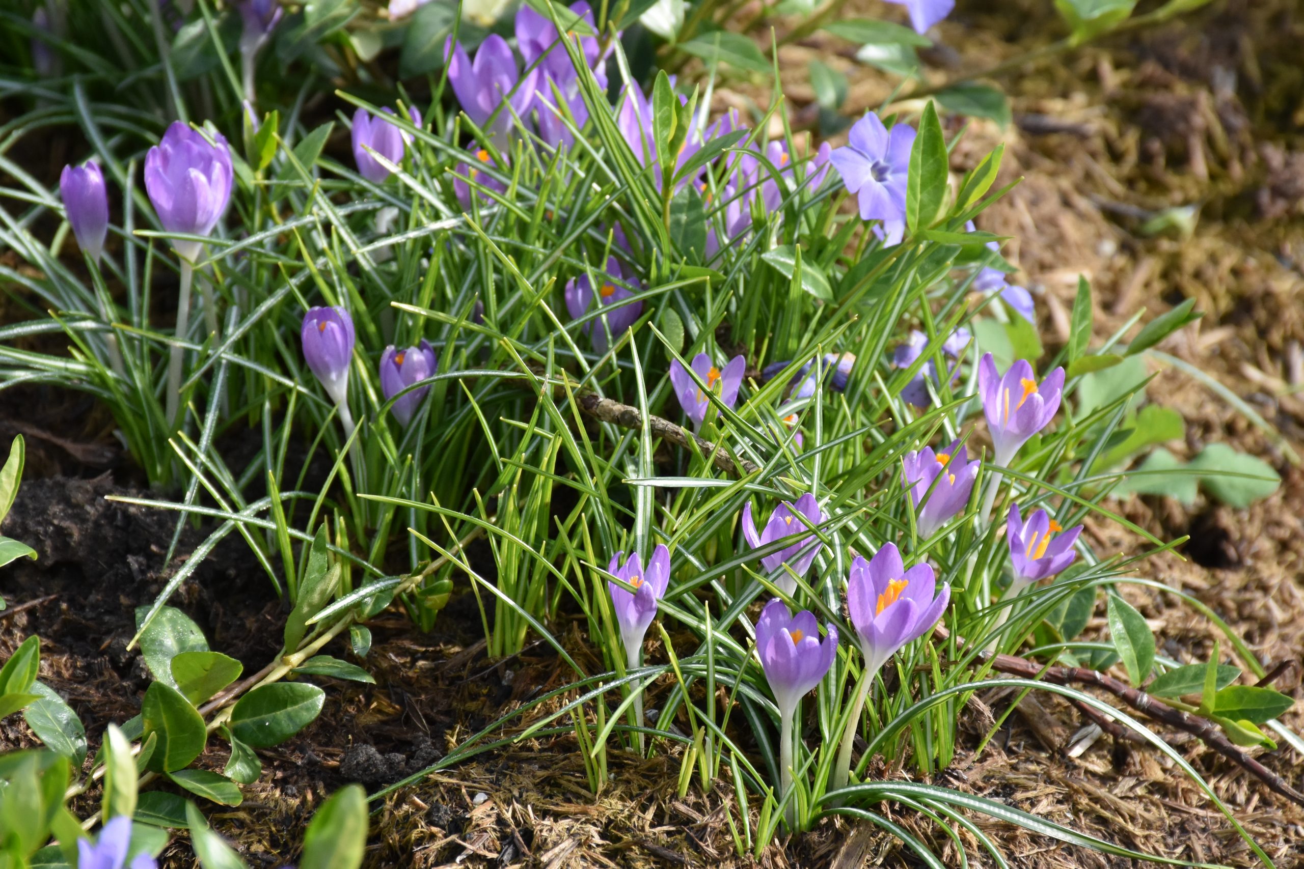 9101_crocus_tommasinianus_XS_004.jpg