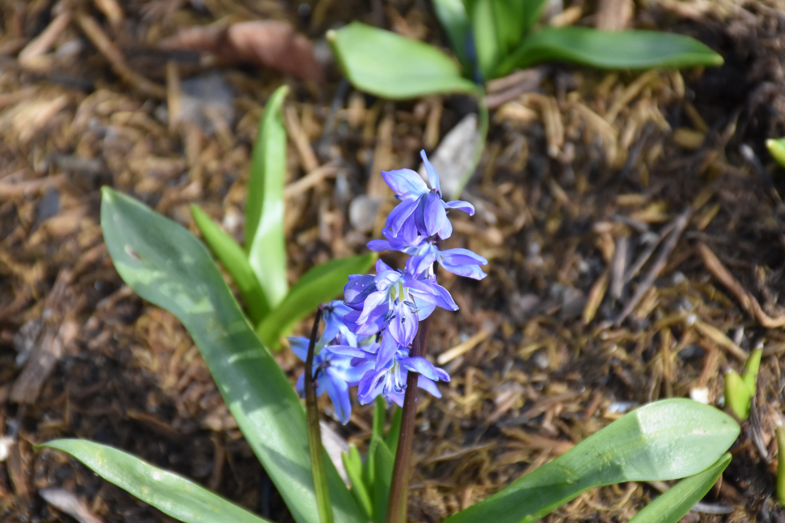 9105_scilla_siberica_XS_003-1.jpg