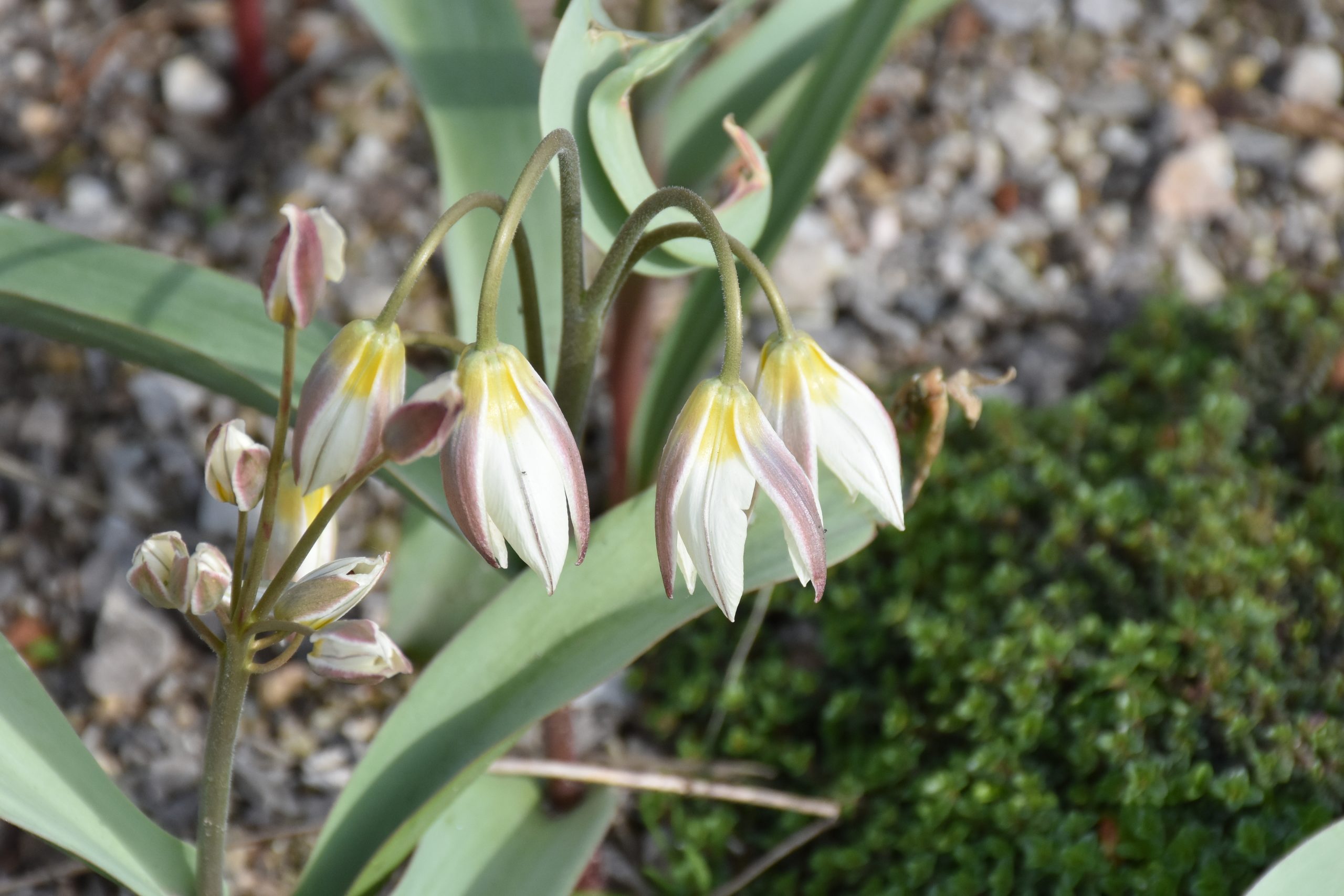9110_tulipa_turkestanica_XS_003-1.jpg