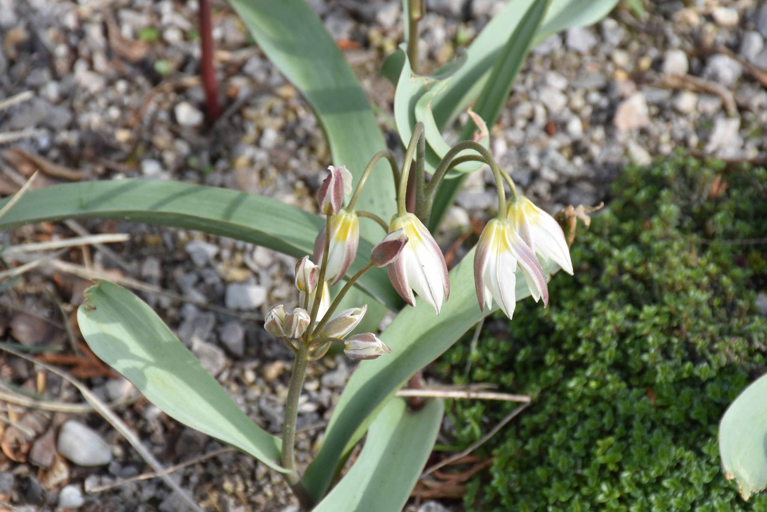 9111_tulipa_turkestanica_XS_004-1.jpg