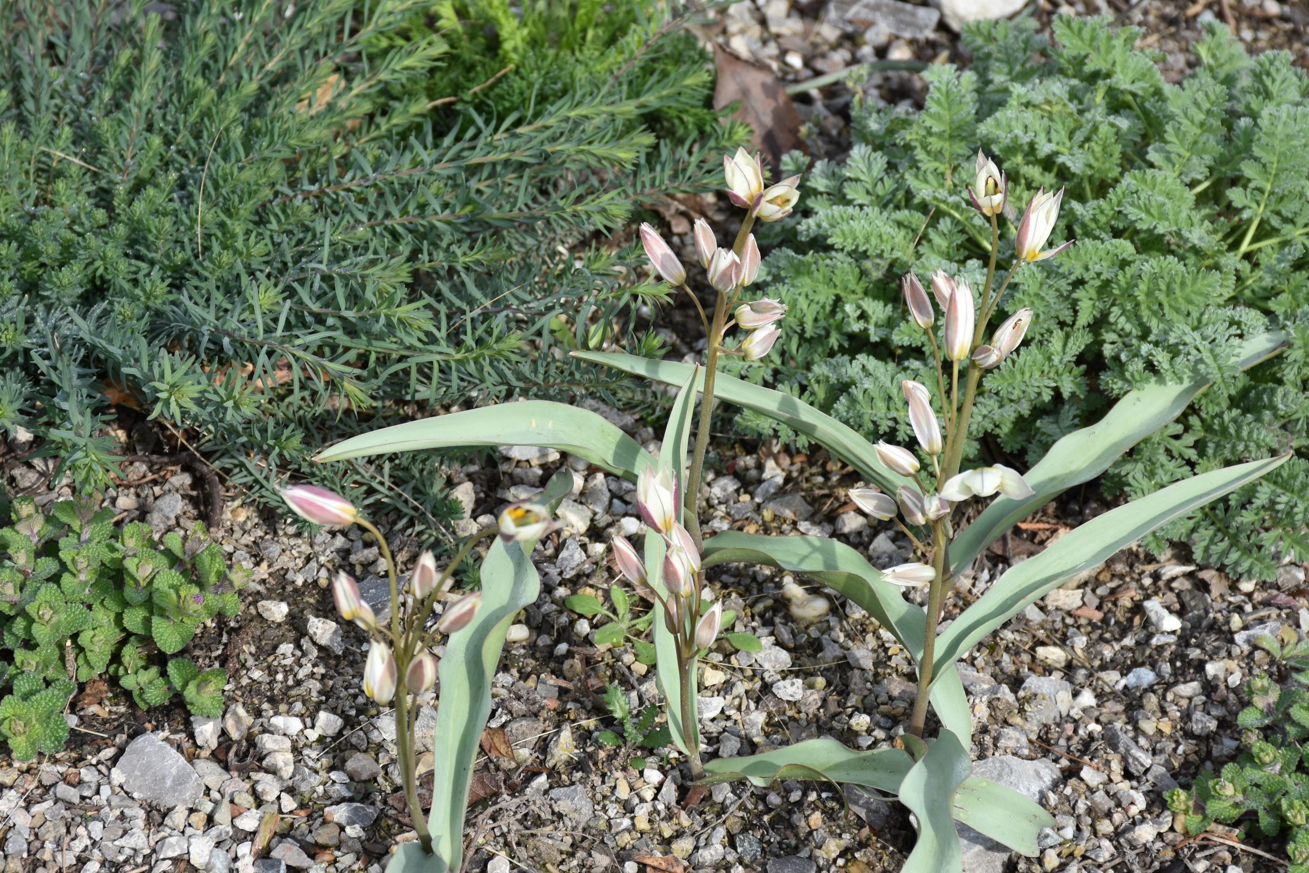 9112_tulipa_turkestanica_XS_005-1.jpg
